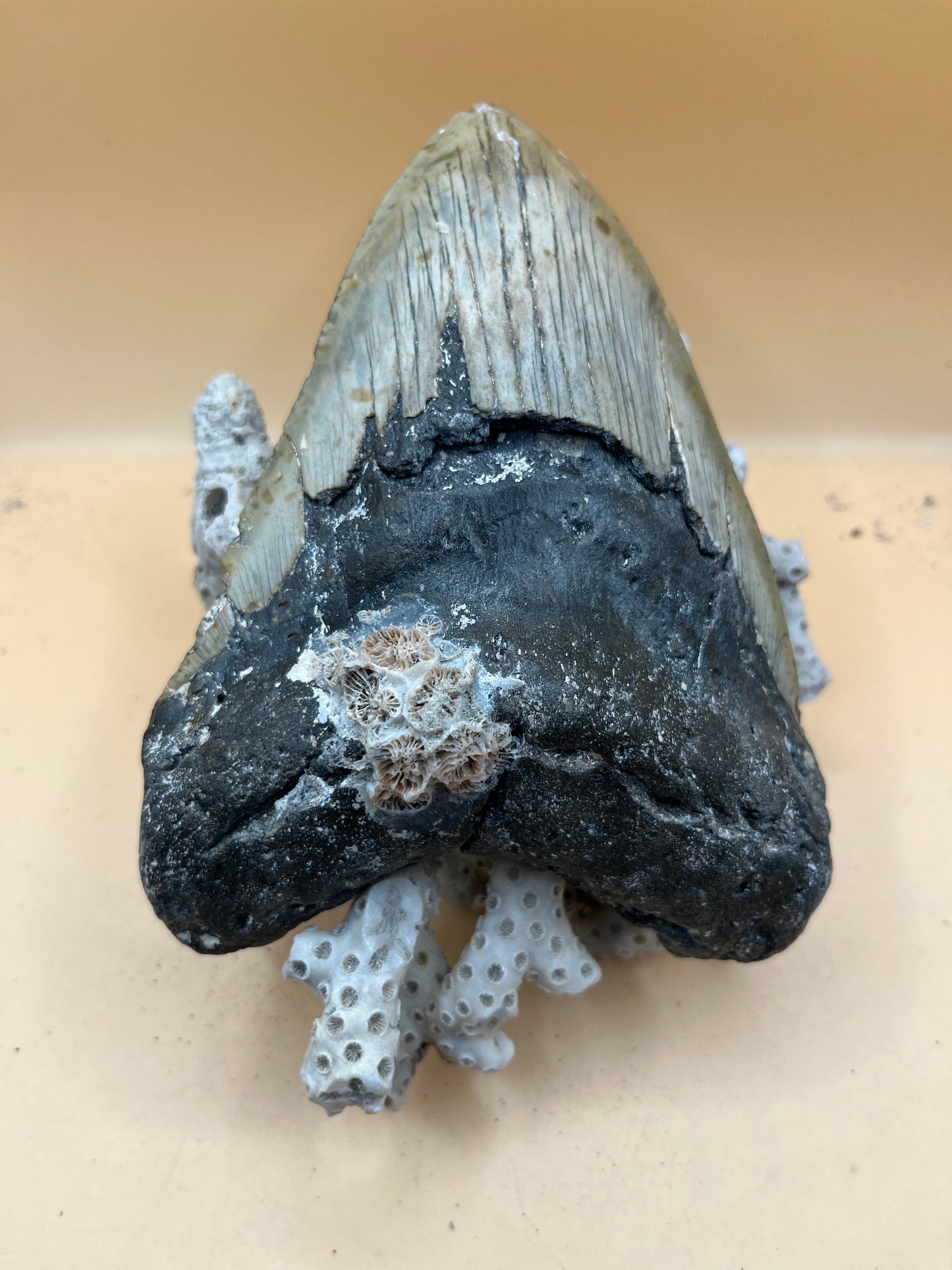 6.06” giant 1 lb megalodon tooth, scuba diver found off NC