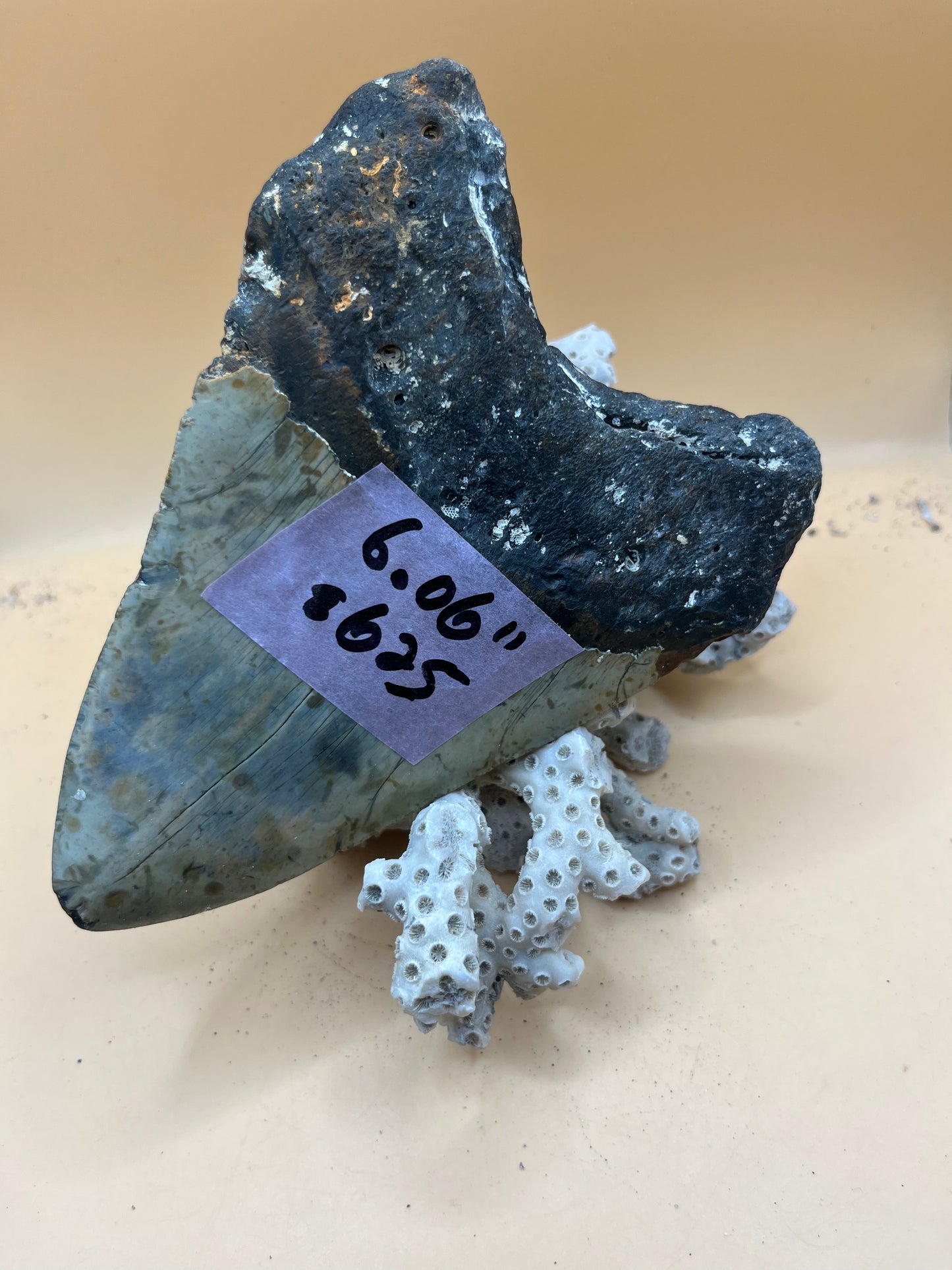 6.06” giant 1 lb megalodon tooth, scuba diver found off NC