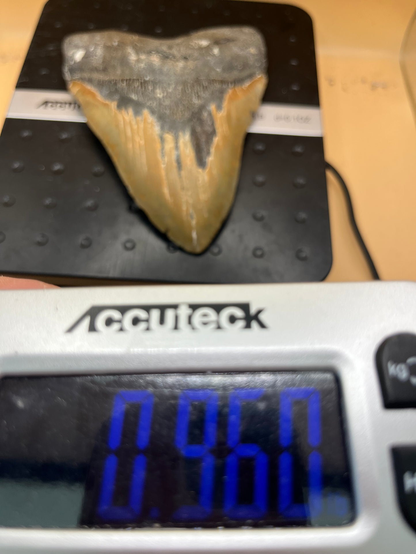 6.06” carolina gold megalodon tooth, diver found 110’ NC