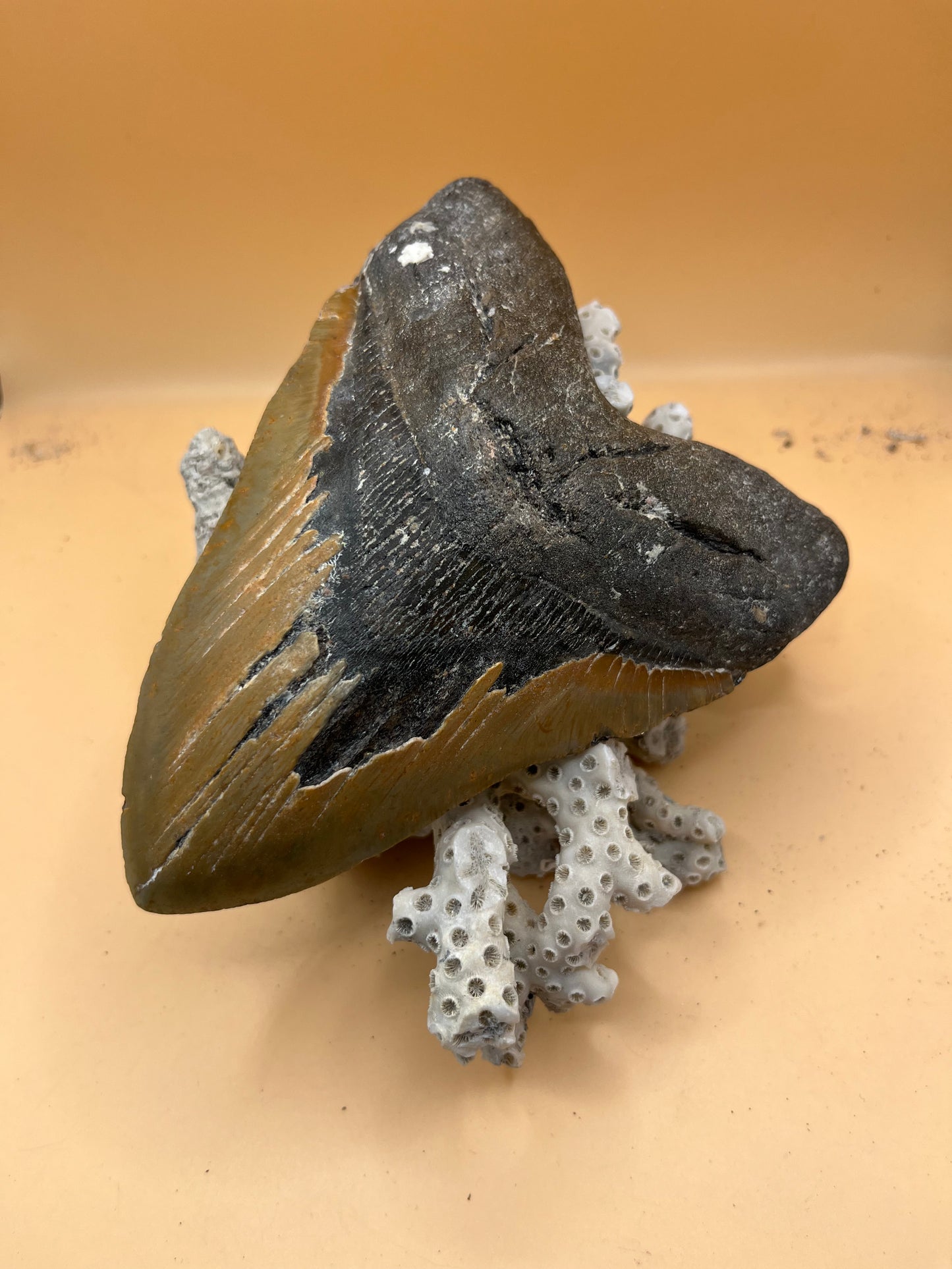 6.06” carolina gold megalodon tooth, diver found 110’ NC