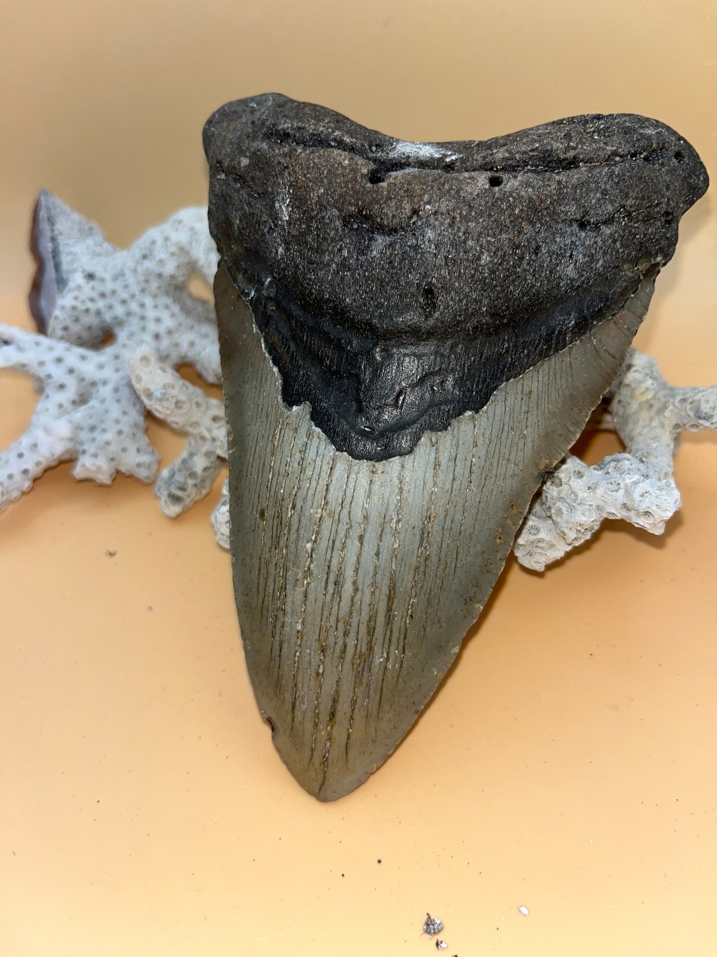 6.04” “dagger” Megalodon Tooth, Hand Recovered Prehistoric Shark Fossil