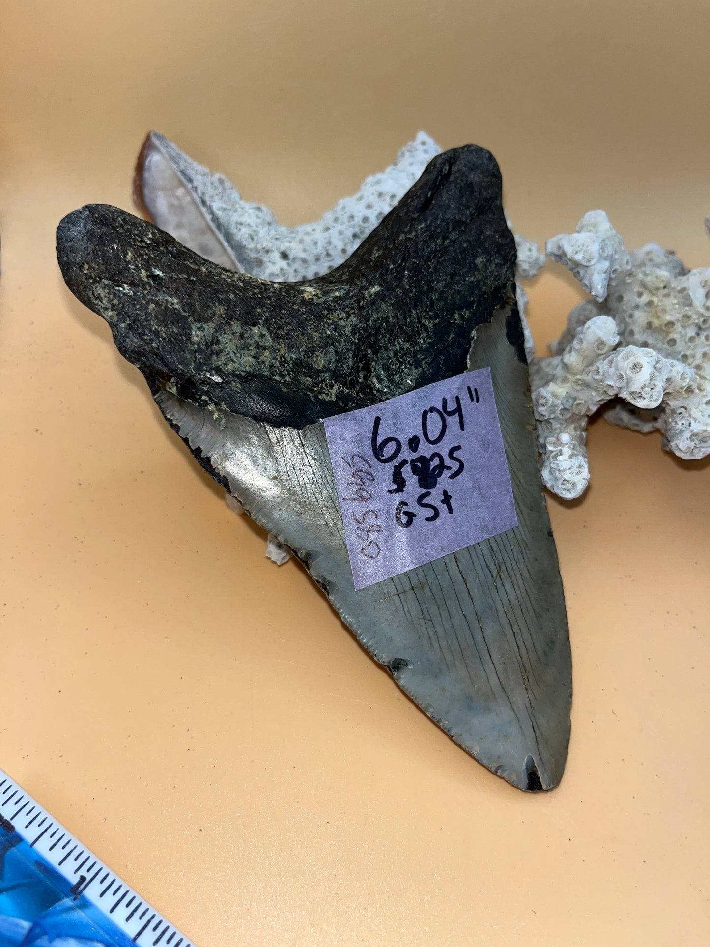 6.04” “dagger” Megalodon Tooth, Hand Recovered Prehistoric Shark Fossil