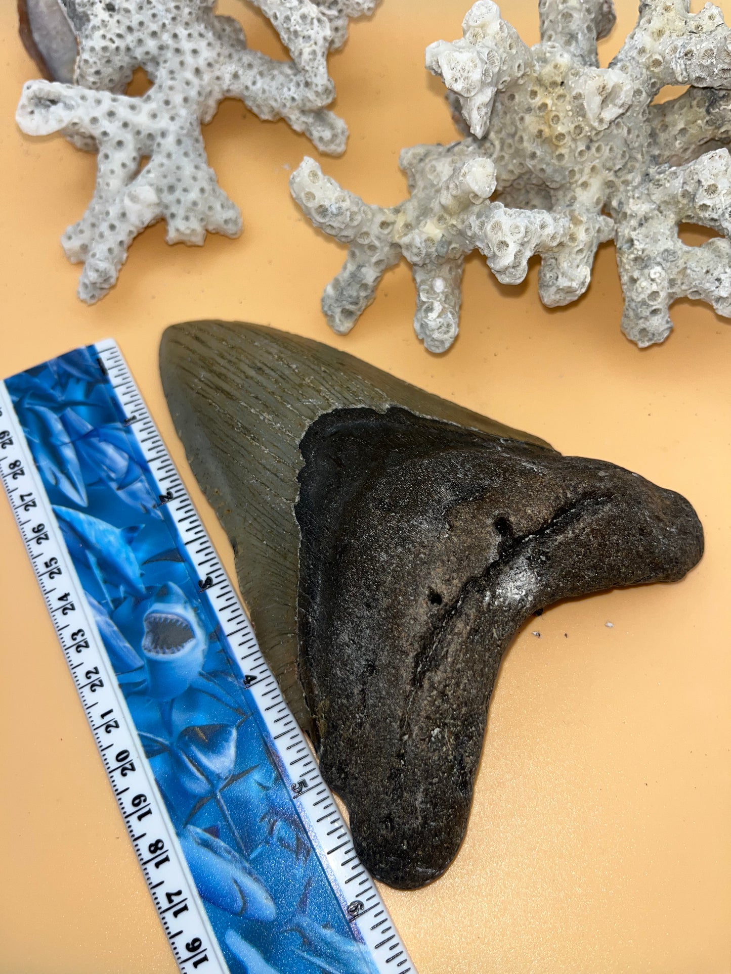 6.04” “dagger” Megalodon Tooth, Hand Recovered Prehistoric Shark Fossil