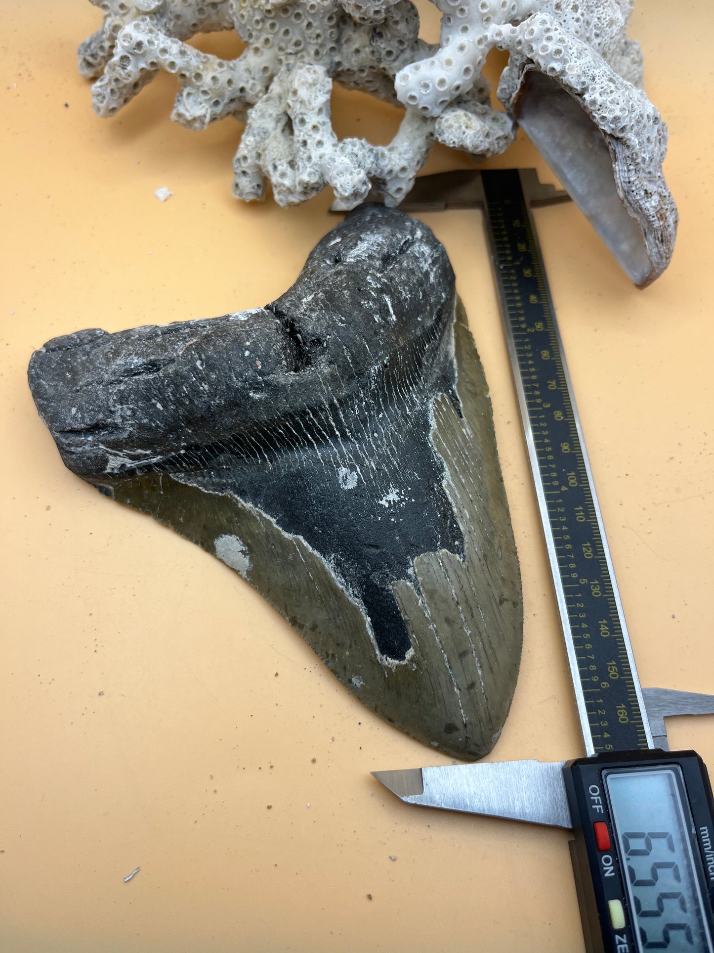 6.52” megalodon tooth
