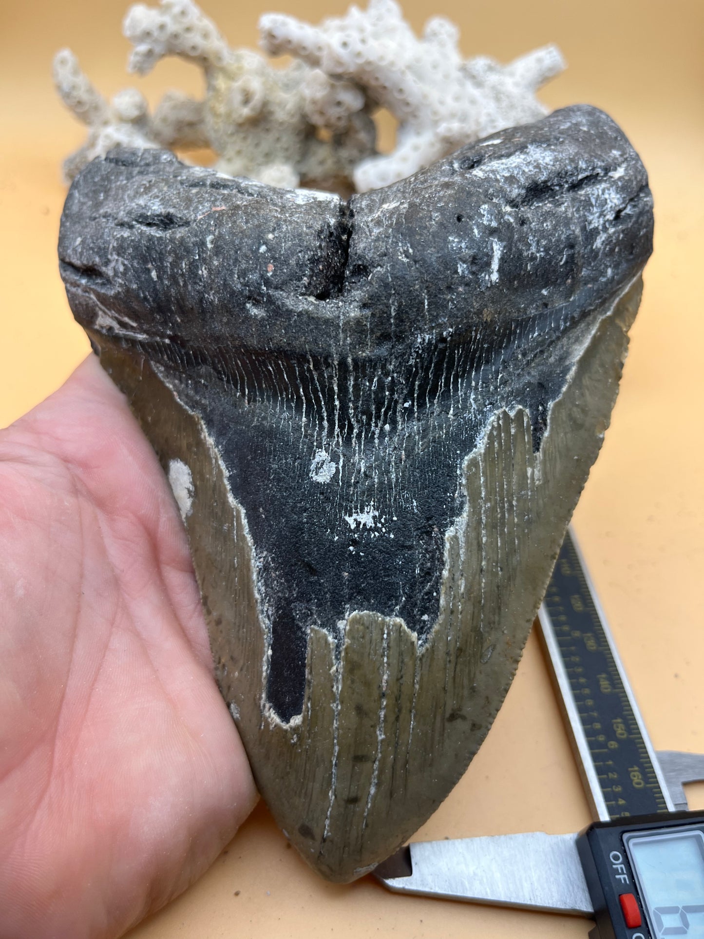 6.52” megalodon tooth