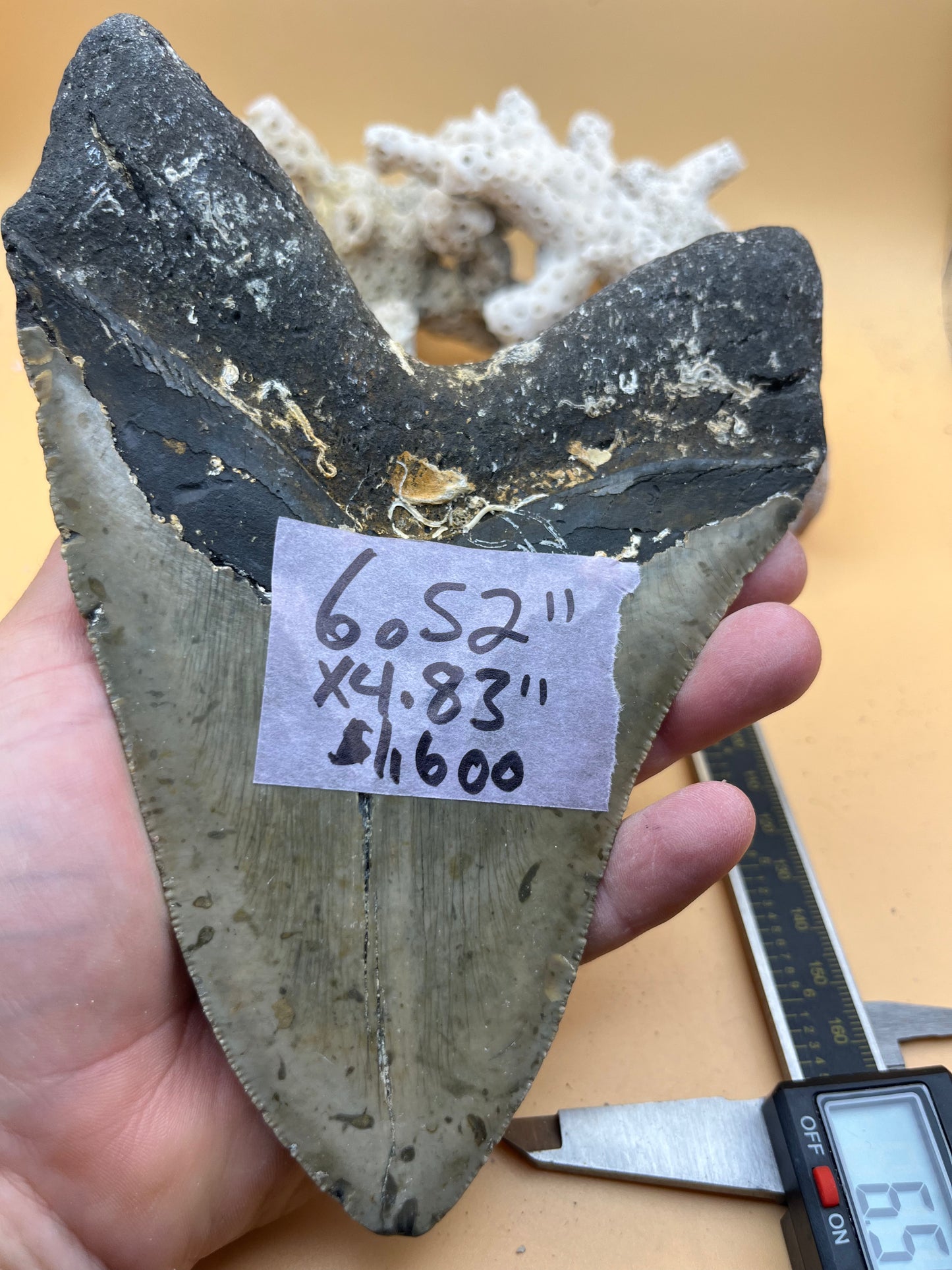 6.52” megalodon tooth