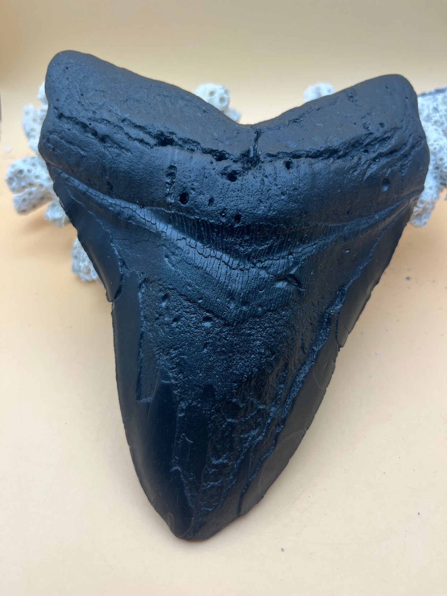 Replica of black epoxy of 6.83” monster megalodon tooth: size and details of the real tooth!