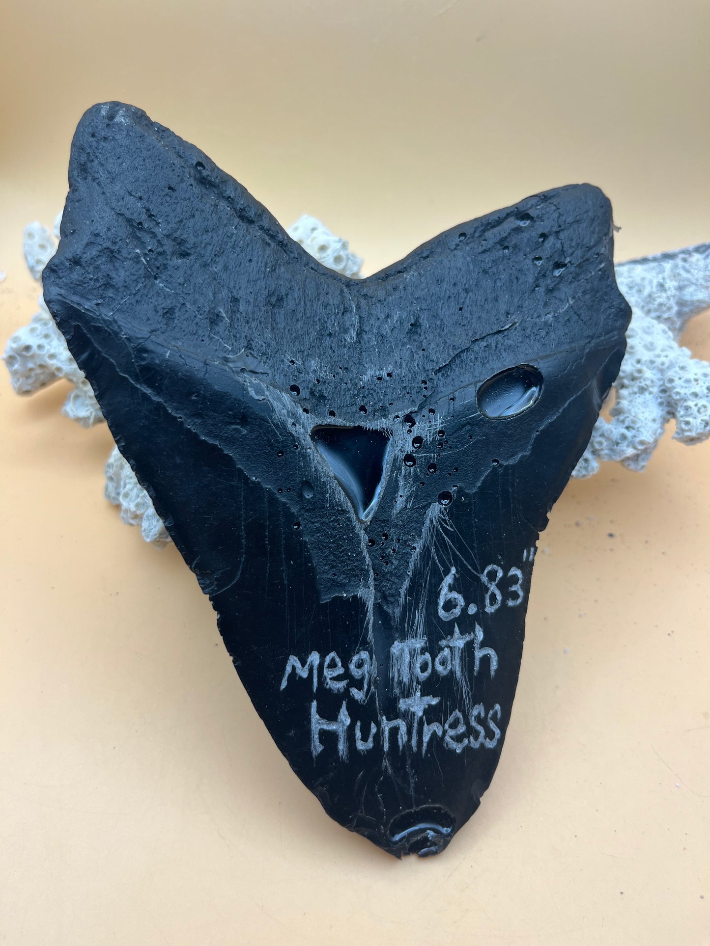 Replica of black epoxy of 6.83” monster megalodon tooth: size and details of the real tooth!