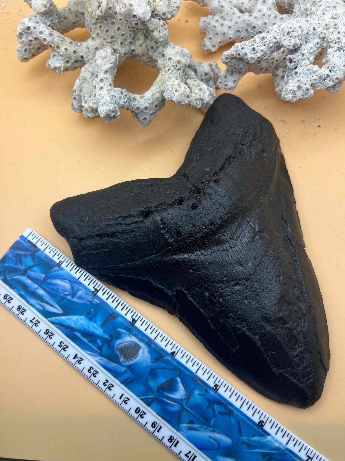Replica of black epoxy of 6.83” monster megalodon tooth: size and details of the real tooth!