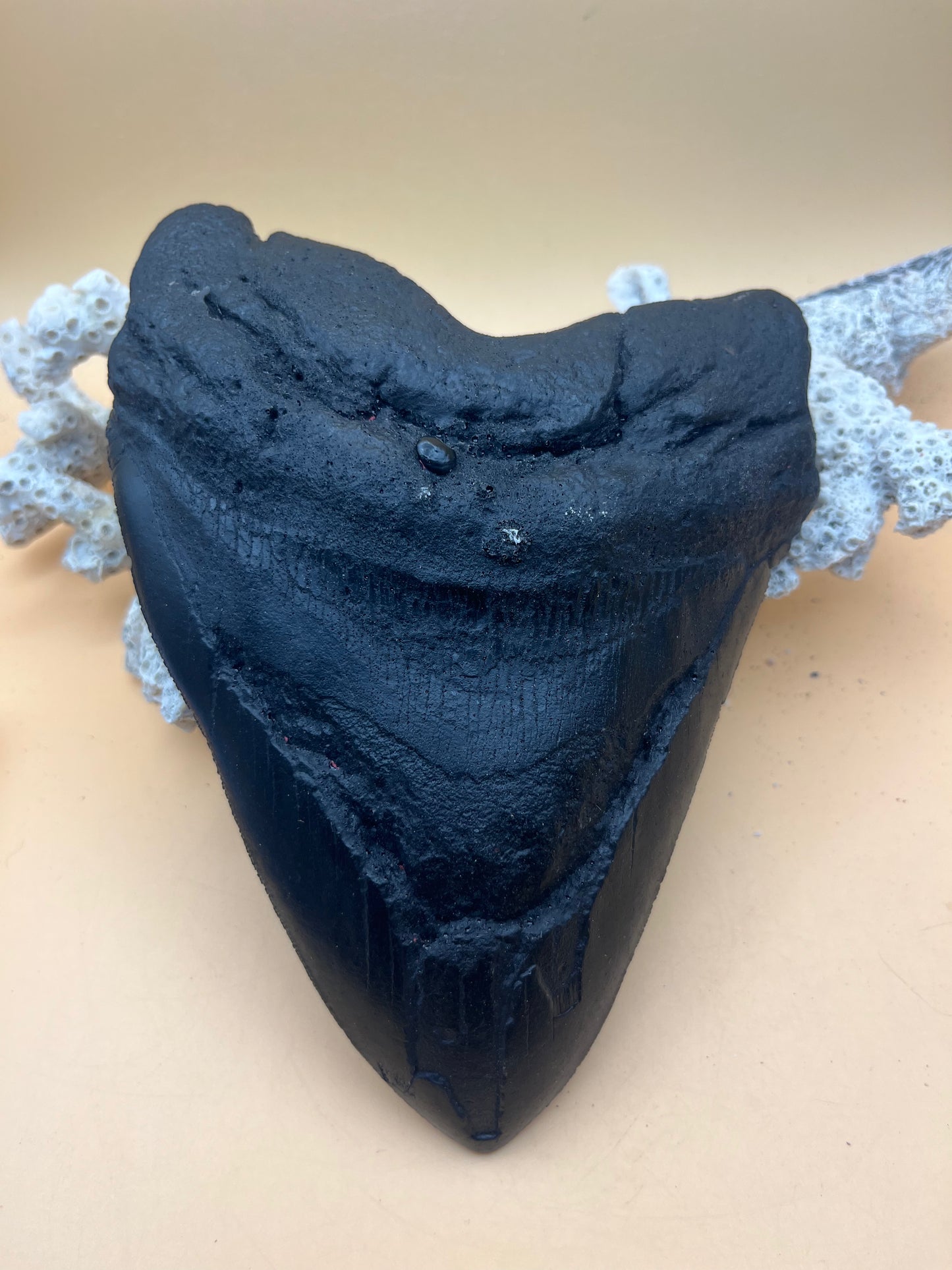 Replica of black epoxy of 6.94” monster megalodon tooth: size and details of the real tooth