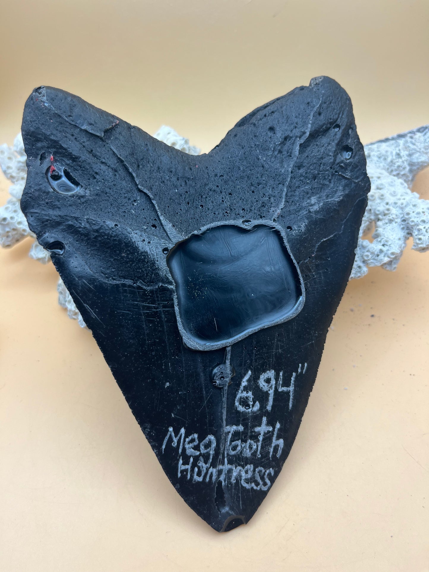 Replica of black epoxy of 6.94” monster megalodon tooth: size and details of the real tooth