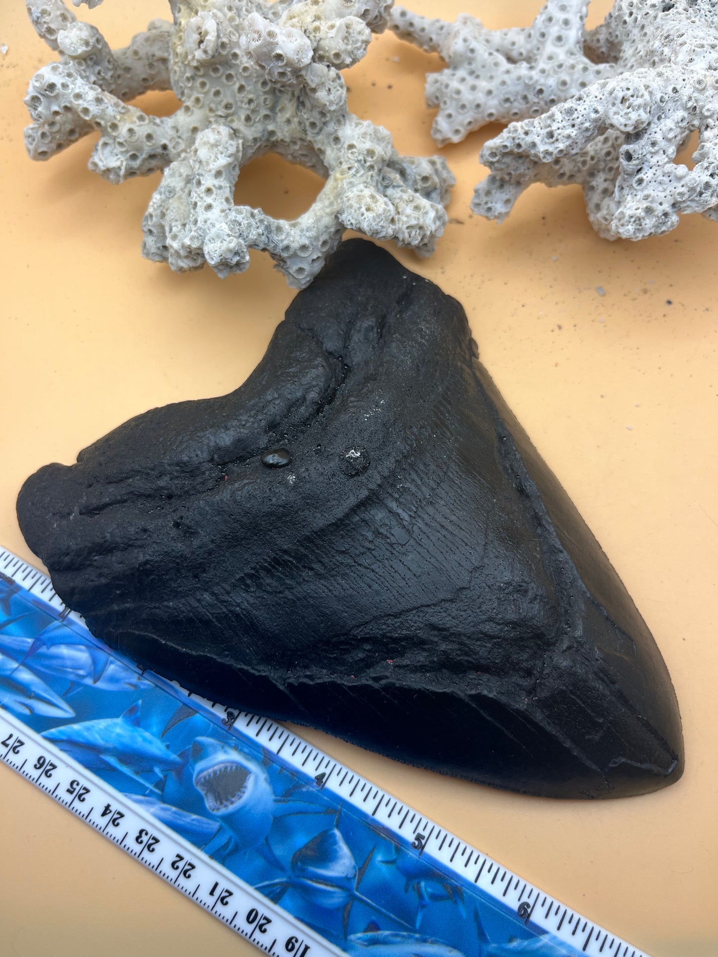 Replica of black epoxy of 6.94” monster megalodon tooth: size and details of the real tooth
