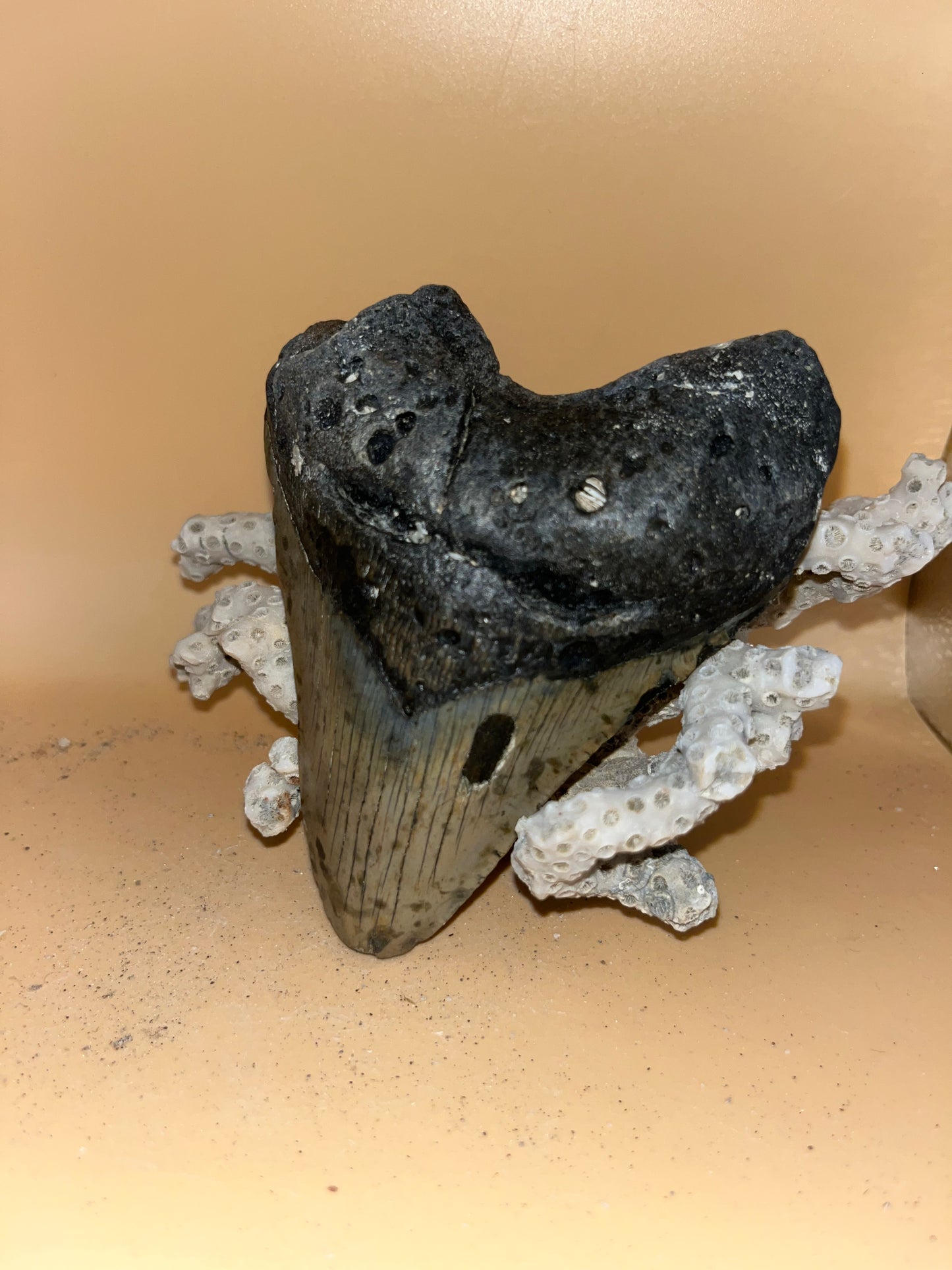 4.8” megalodon tooth, fresh from offshore