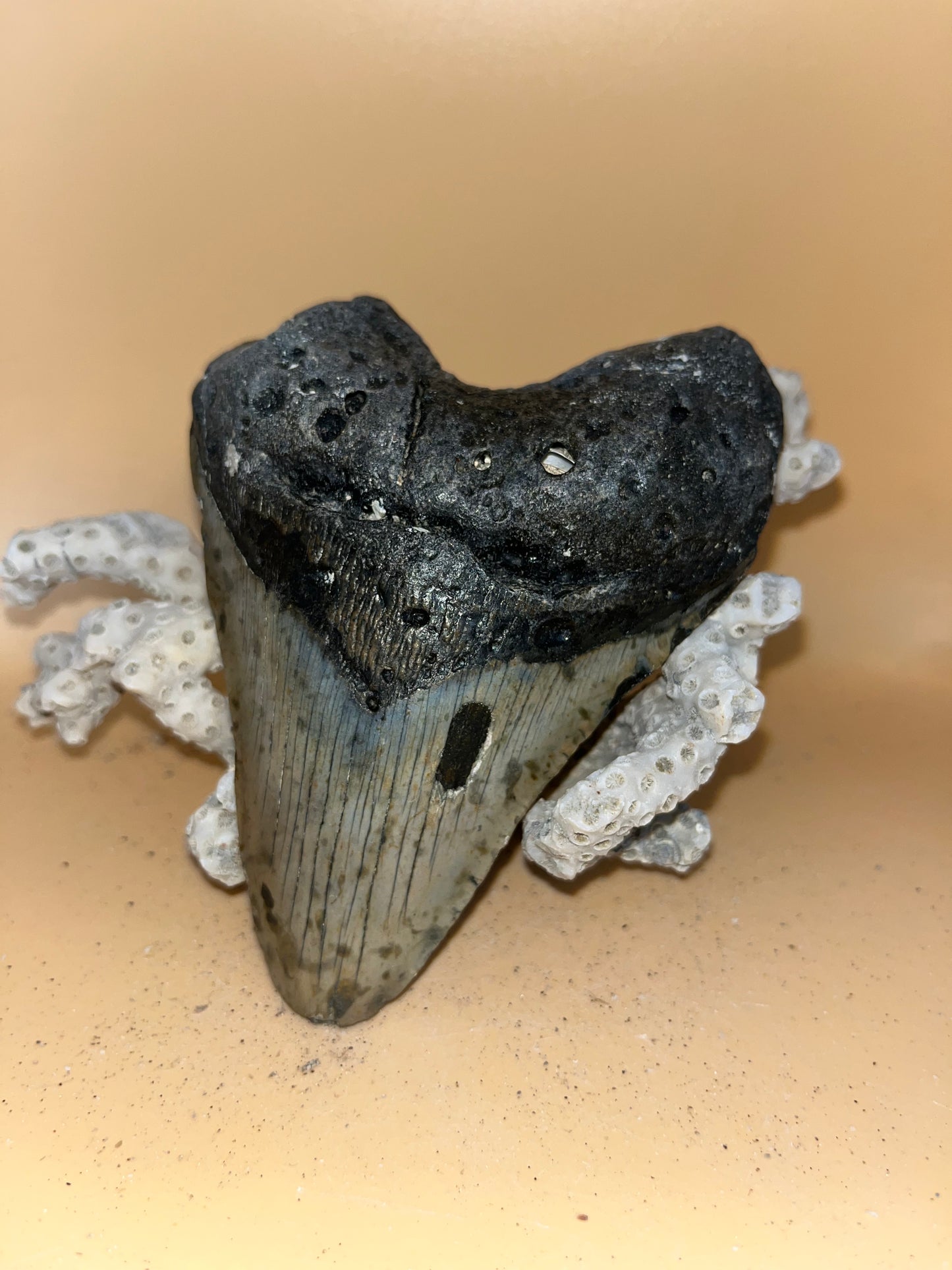 4.8” megalodon tooth, fresh from offshore