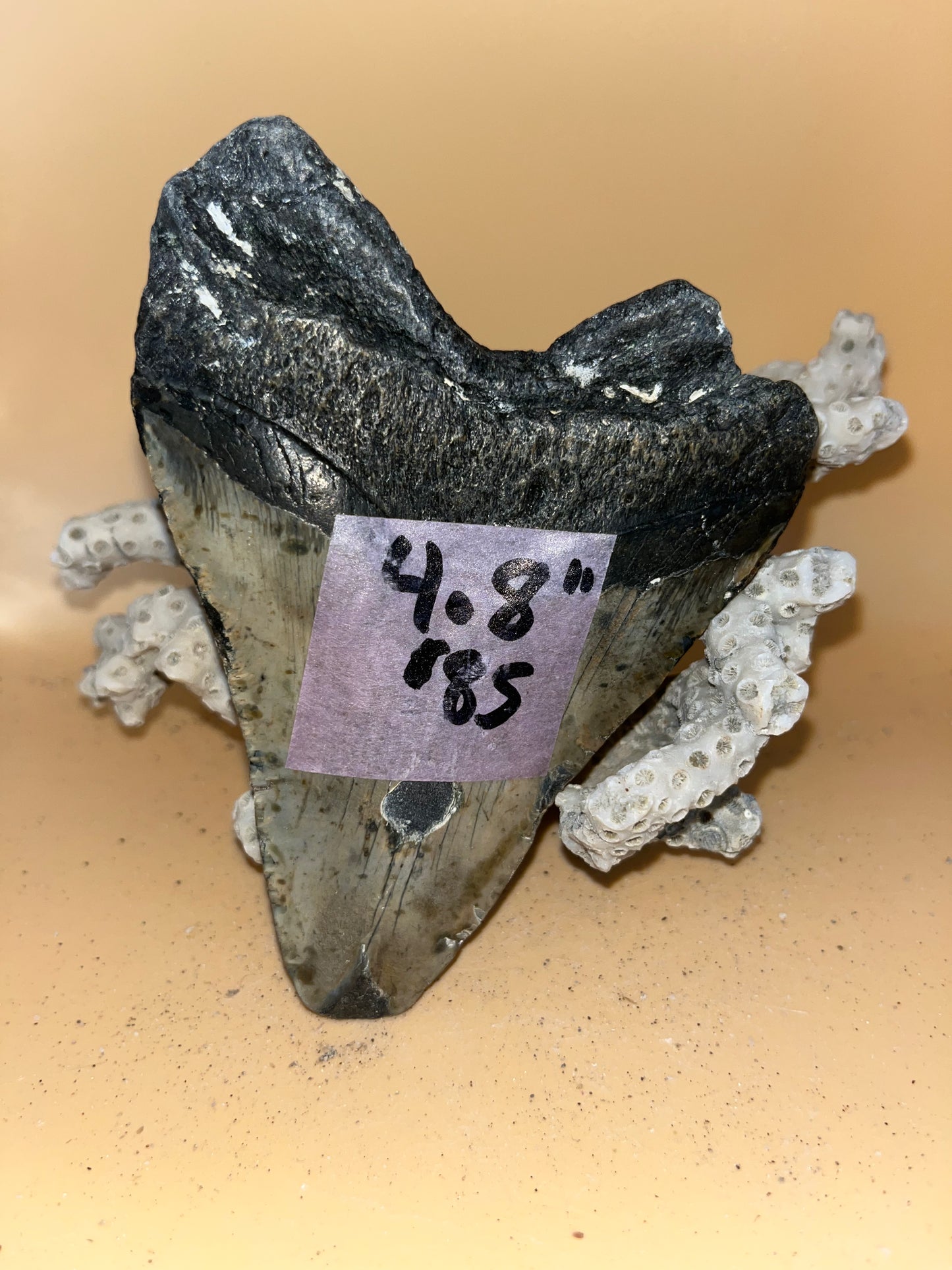 4.8” megalodon tooth, fresh from offshore