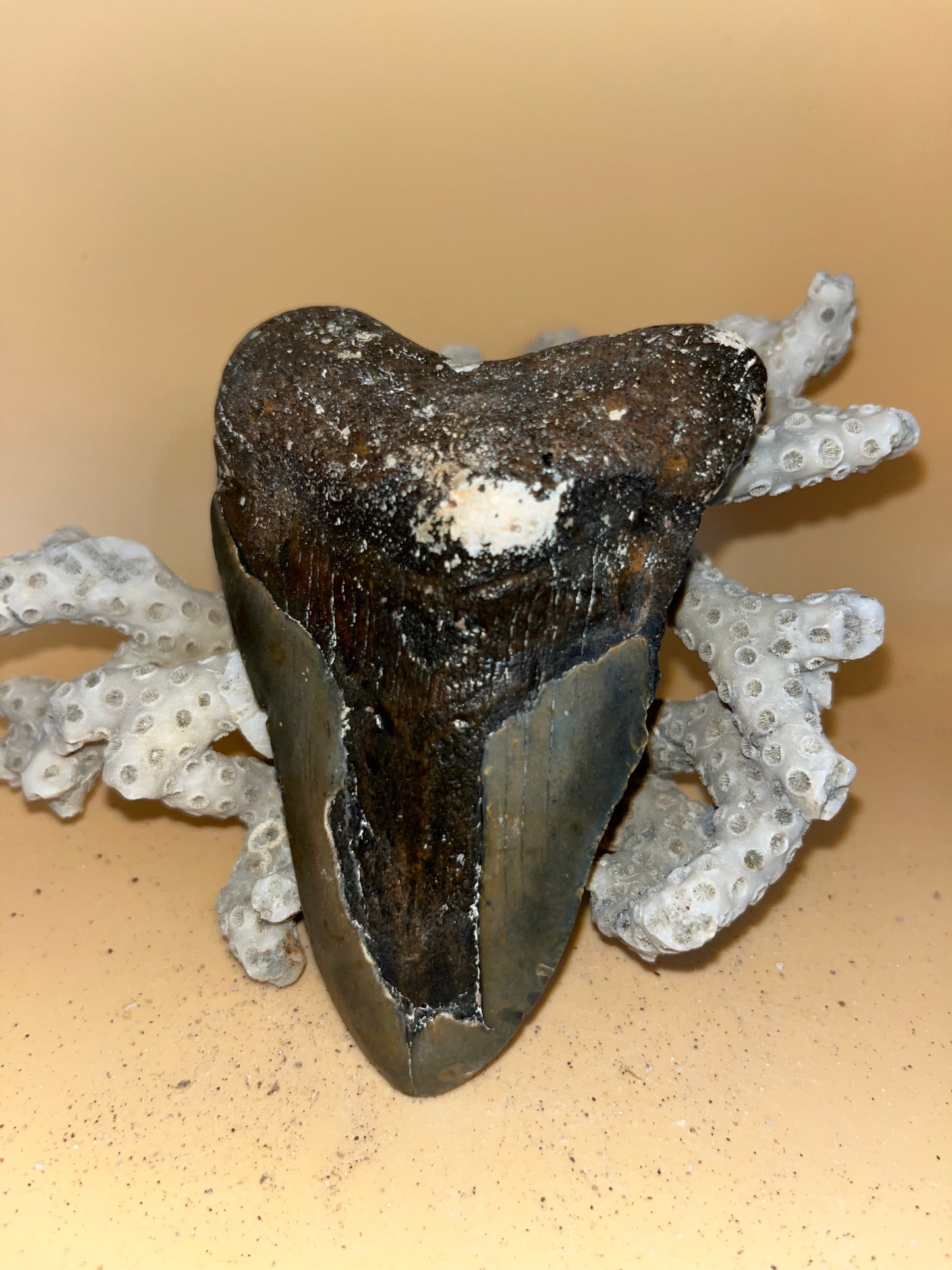 4.2” megalodon tooth