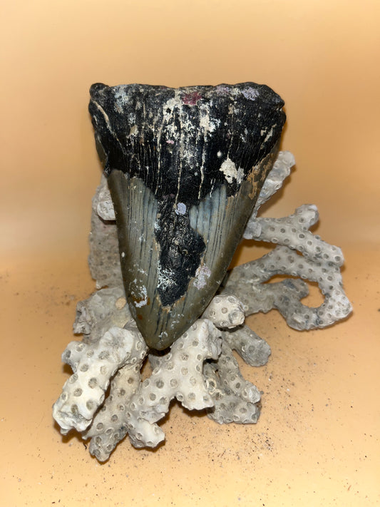4.57” diver found megalodon tooth