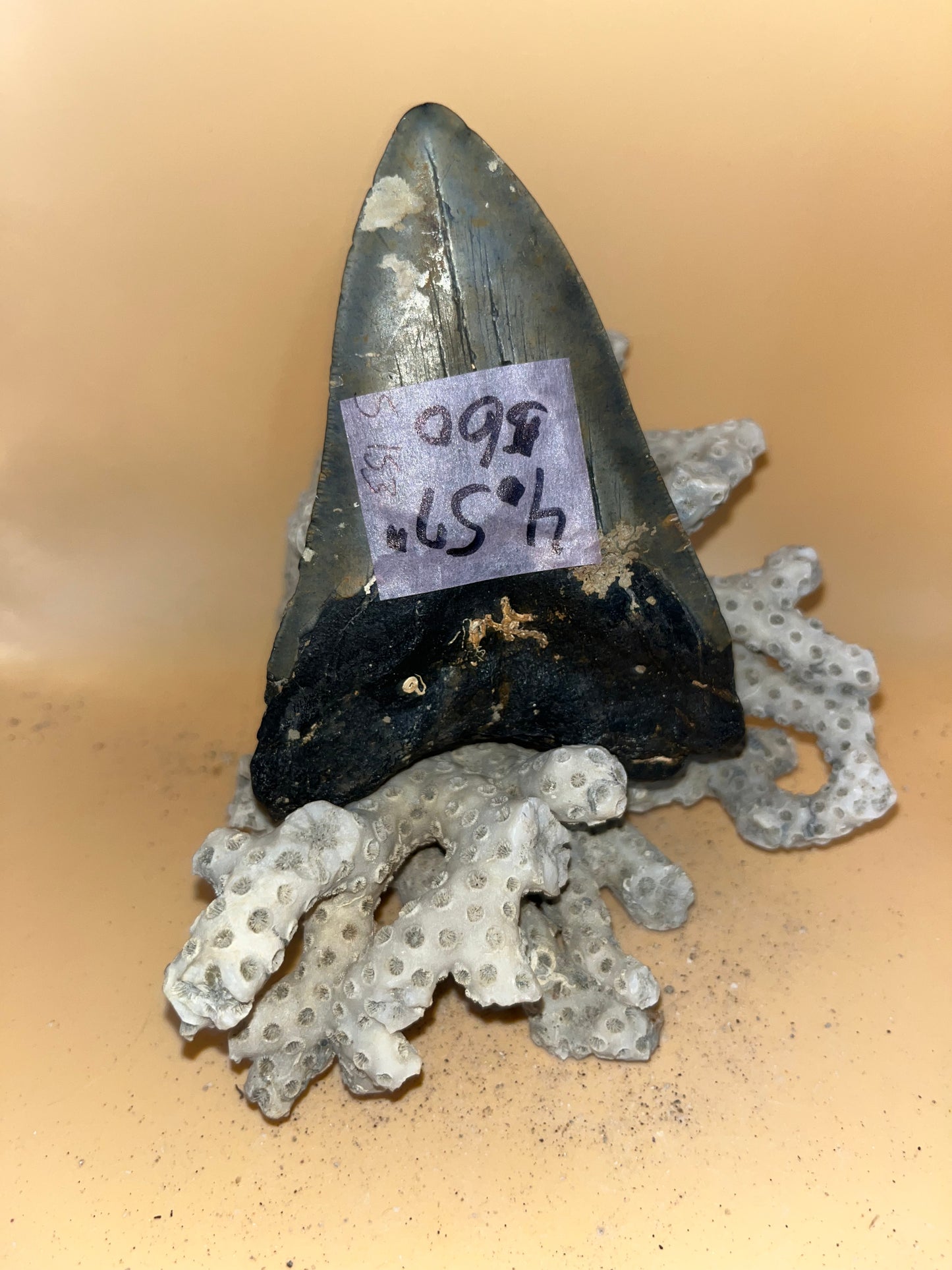 4.57” diver found megalodon tooth