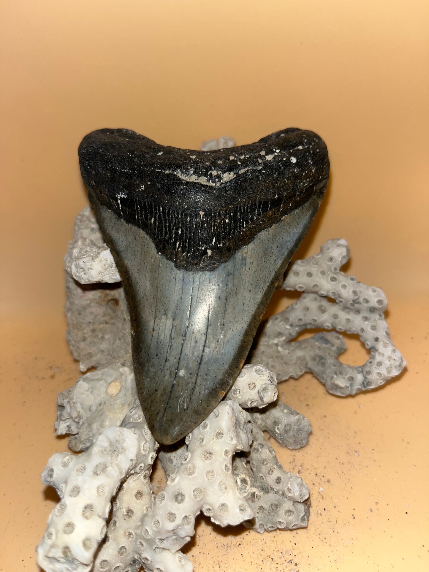 4.4” megalodon tooth diver found