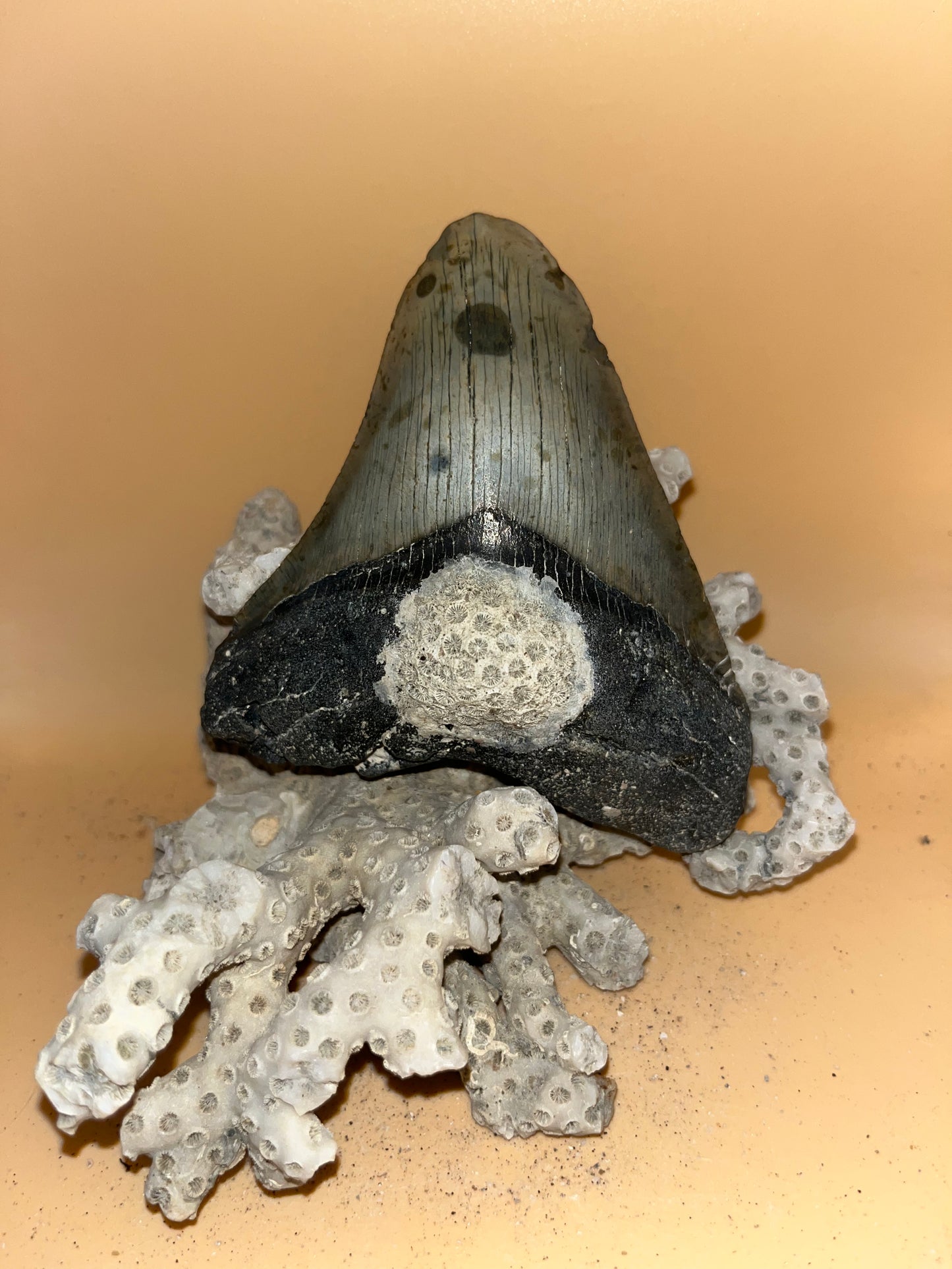 4.4” megalodon shark tooth fossilized & diver found