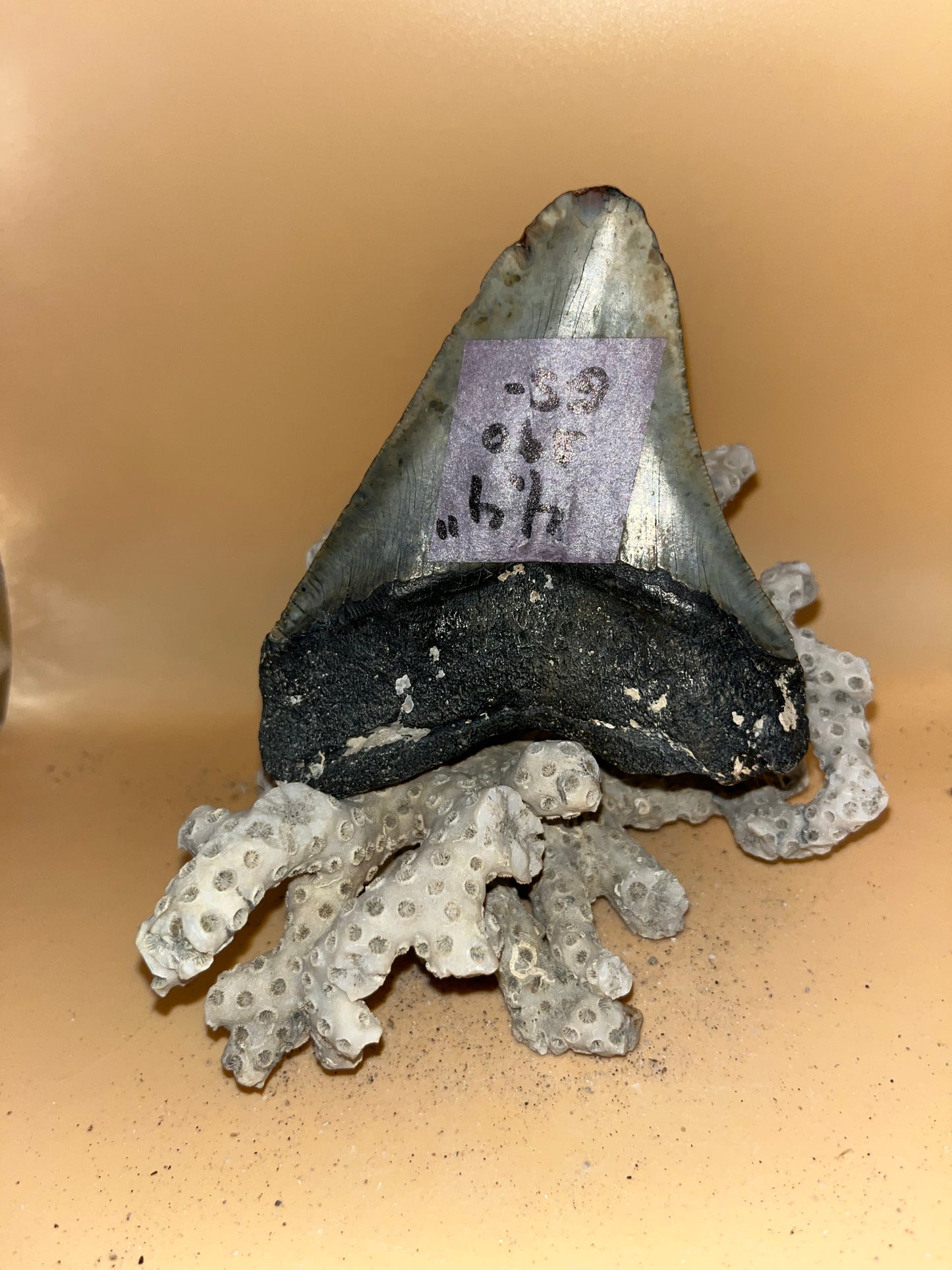 4.4” megalodon shark tooth fossilized & diver found