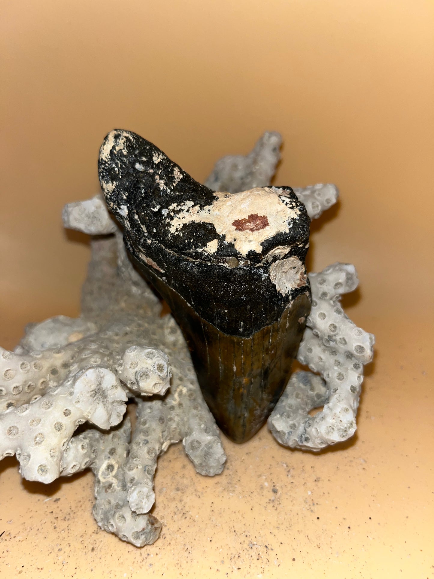 4.13” megalodon tooth diver found