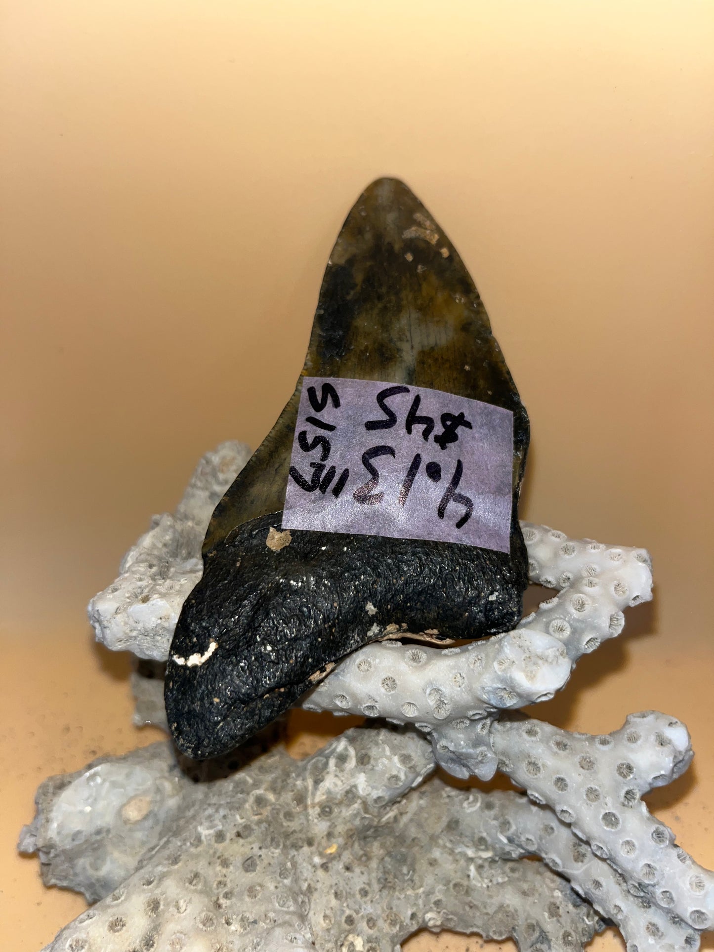 4.13” megalodon tooth diver found