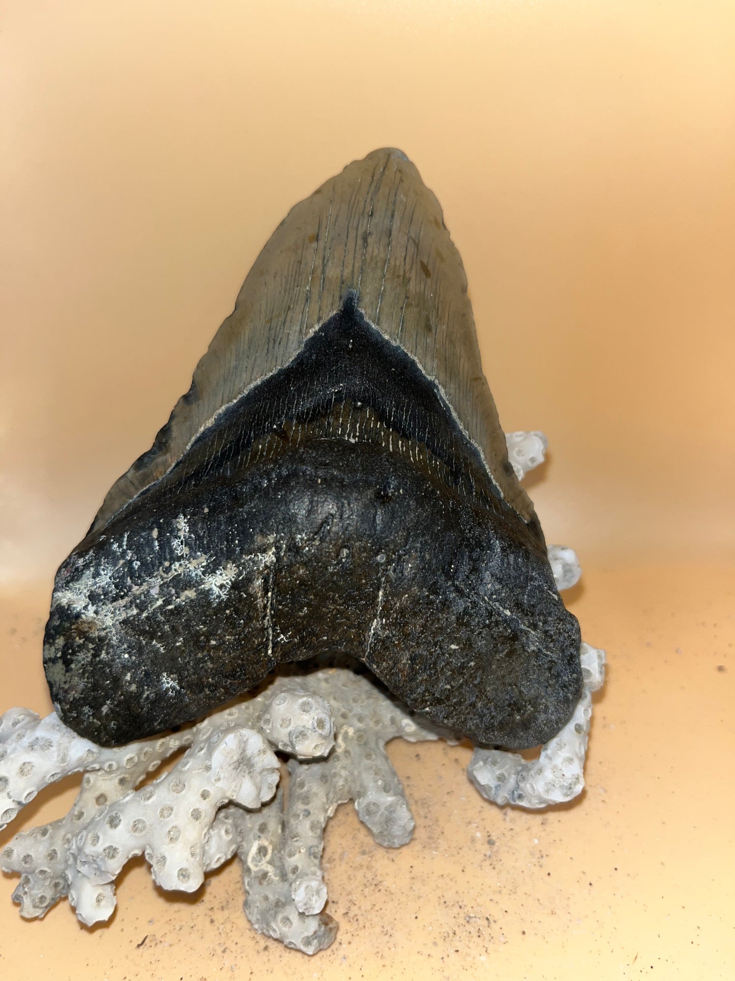 5.35” megalodon shark tooth fossilized & scuba diver found