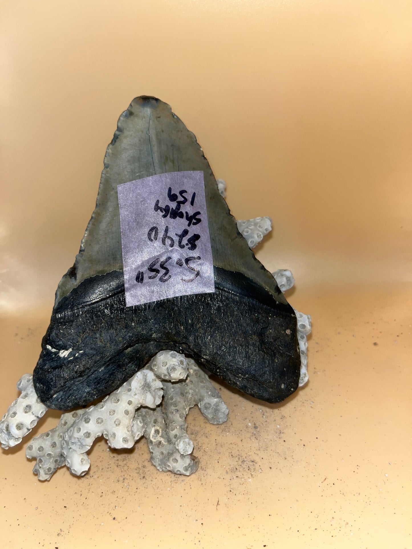 5.35” megalodon shark tooth fossilized & scuba diver found