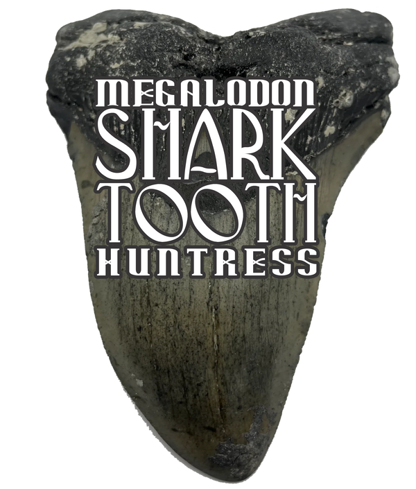 Shark Teeth Fossils by Megalodon Tooth Huntress