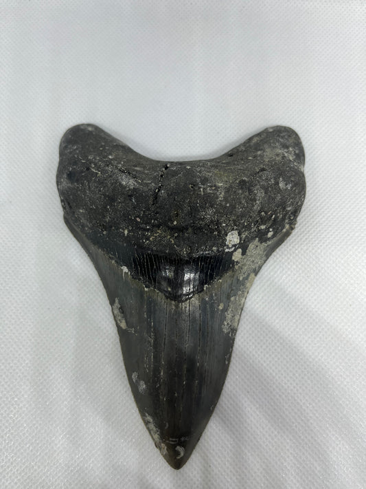 Shark Megalodon Tooth 5.08 Inches Fossil A-20