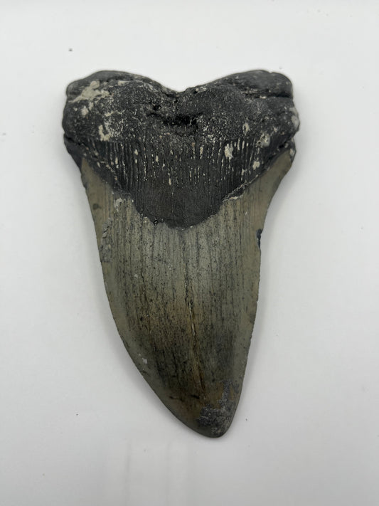 6.03” Megalodon Shark Tooth