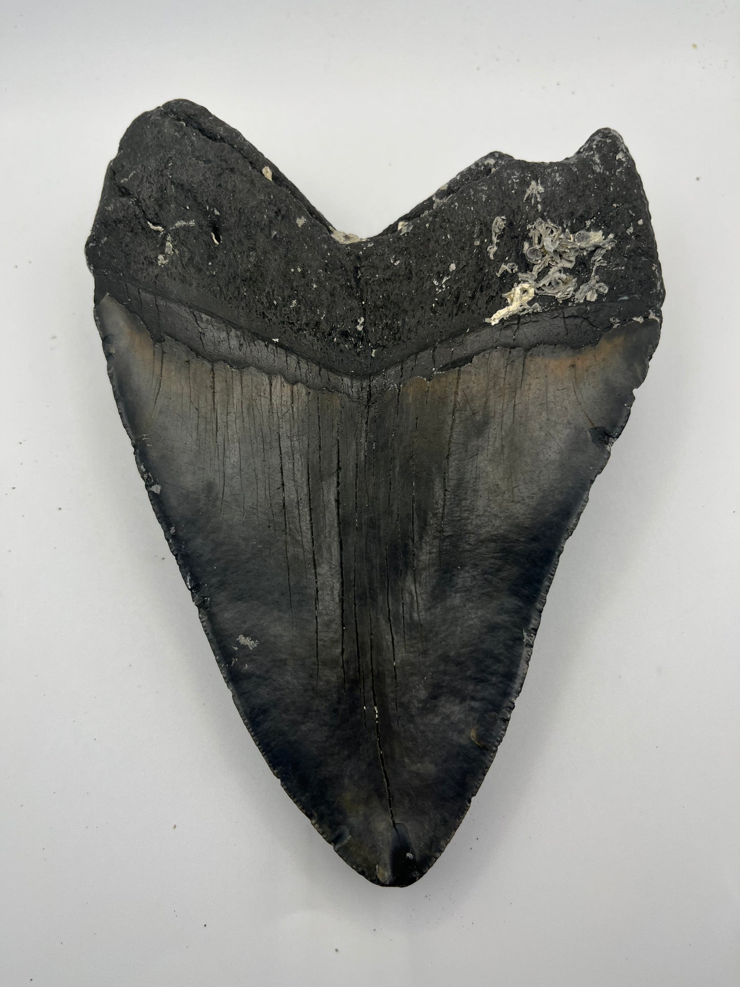 6.68” Megalodon tooth 6.68”