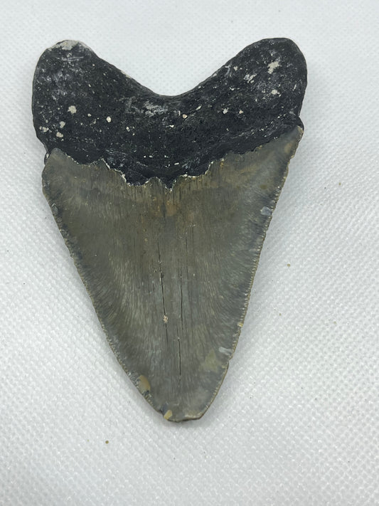 Shark Megalodon Tooth 4.11 Inches Fossil Found in North Carolina  A-28