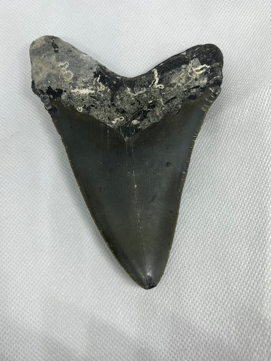 Shark Megalodon Tooth 4.73 Inches Fossil Found in North Carolina  A-25