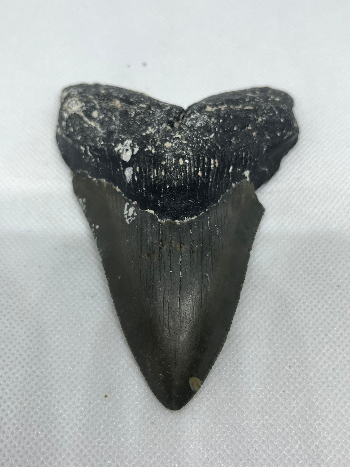 Shark Megalodon Tooth 4.3 Inches Fossil Found in North Carolina  A-27