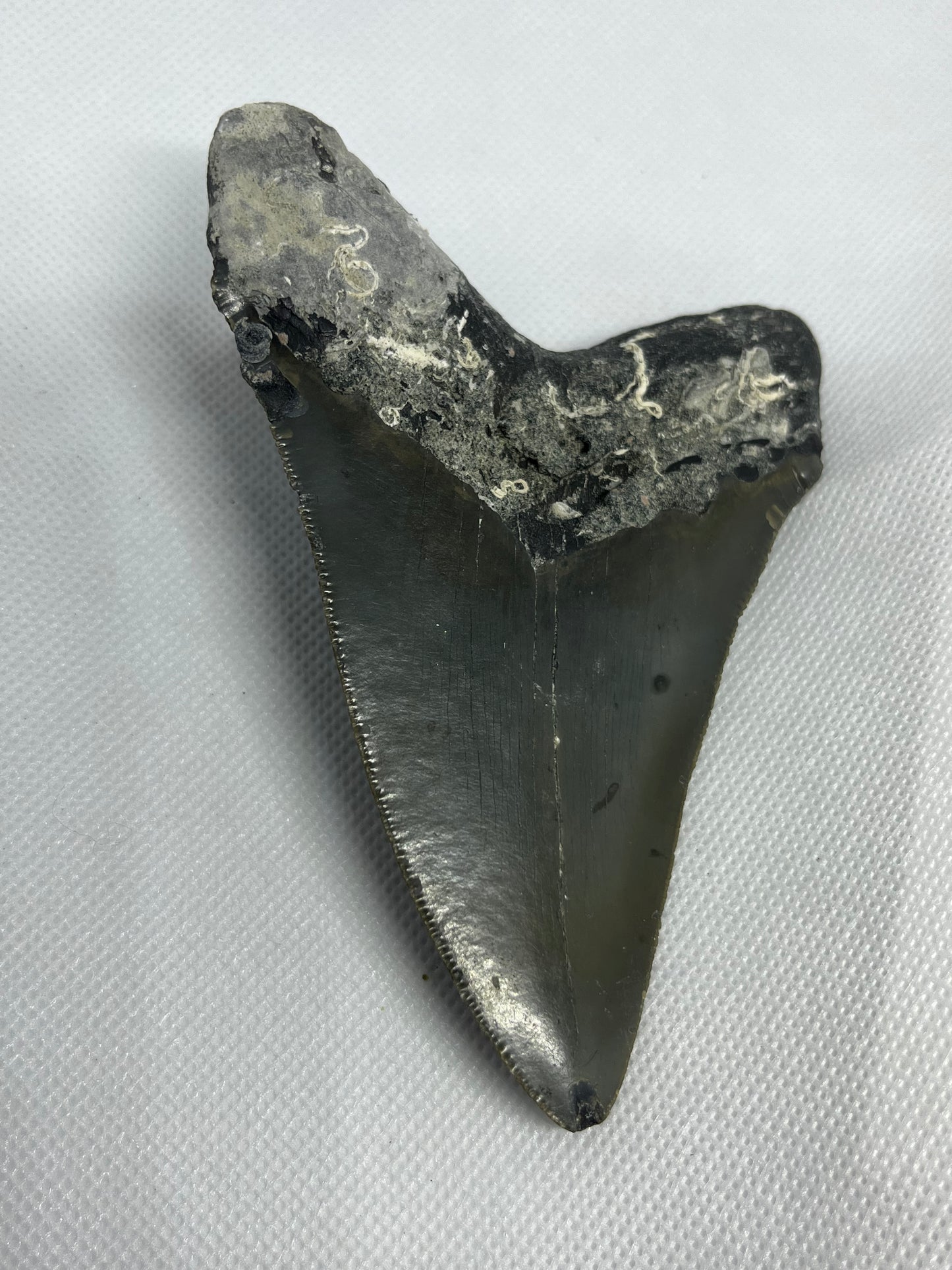 Shark Megalodon Tooth 4.73 Inches Fossil Found in North Carolina  A-25