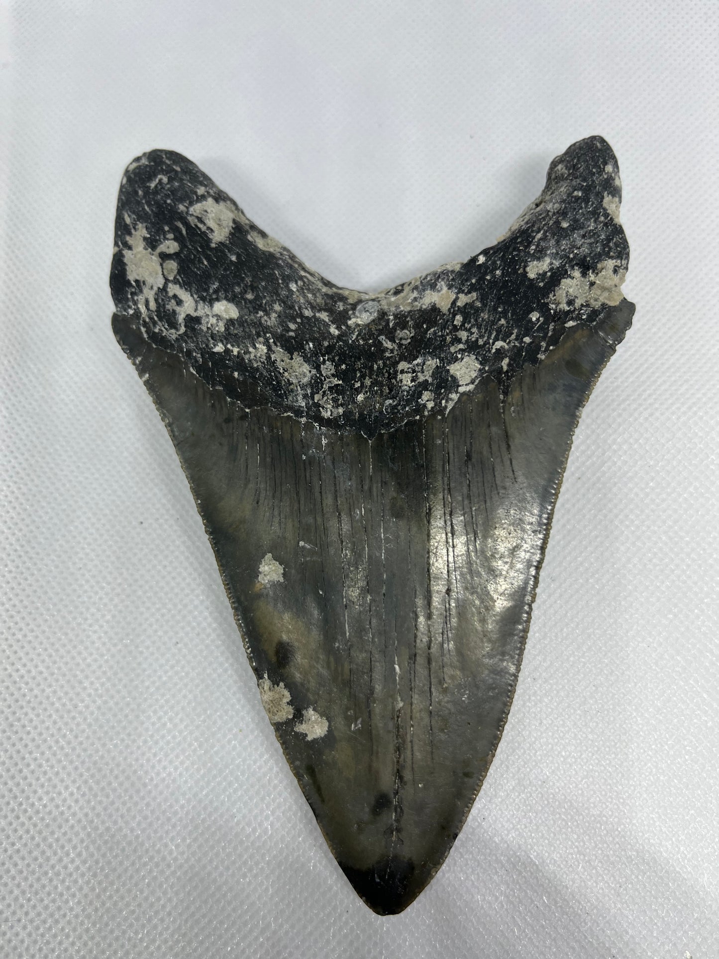 Shark Megalodon Tooth 5.5 Inches Fossil Found in North Carolina  A-22