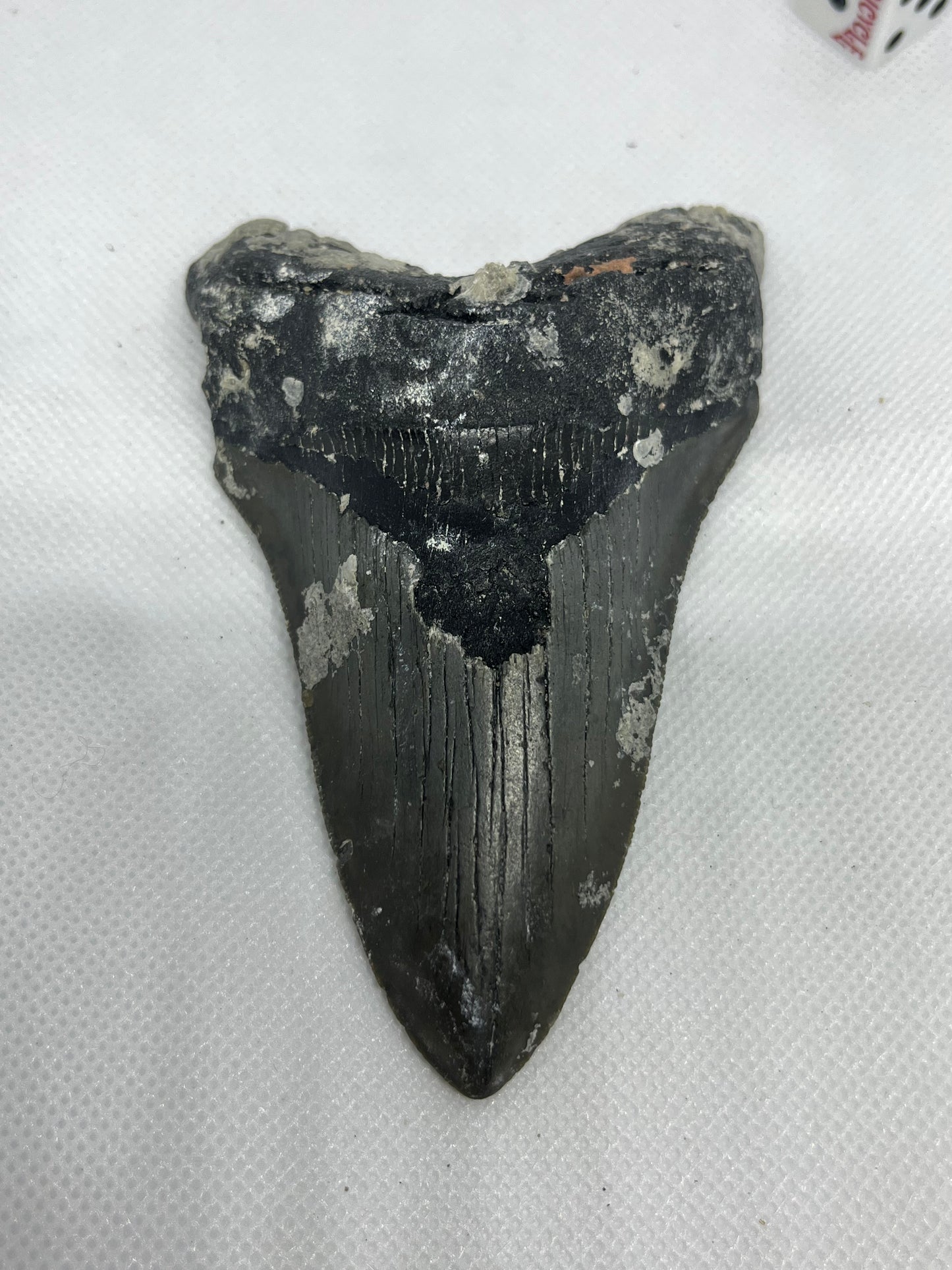 Shark Megalodon Tooth 4.47 Inches Fossil Found in North Carolina  A-29