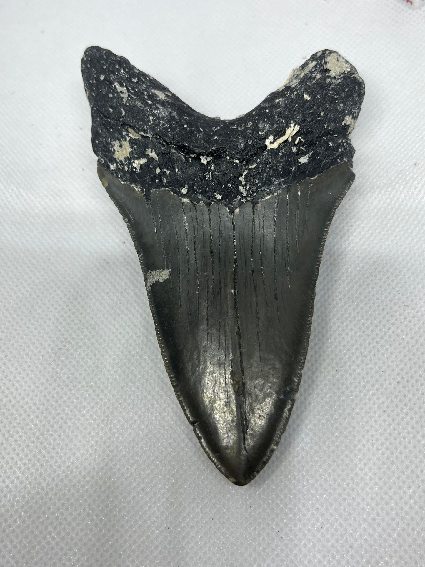 Shark Megalodon Tooth 4.47 Inches Fossil Found in North Carolina  A-29