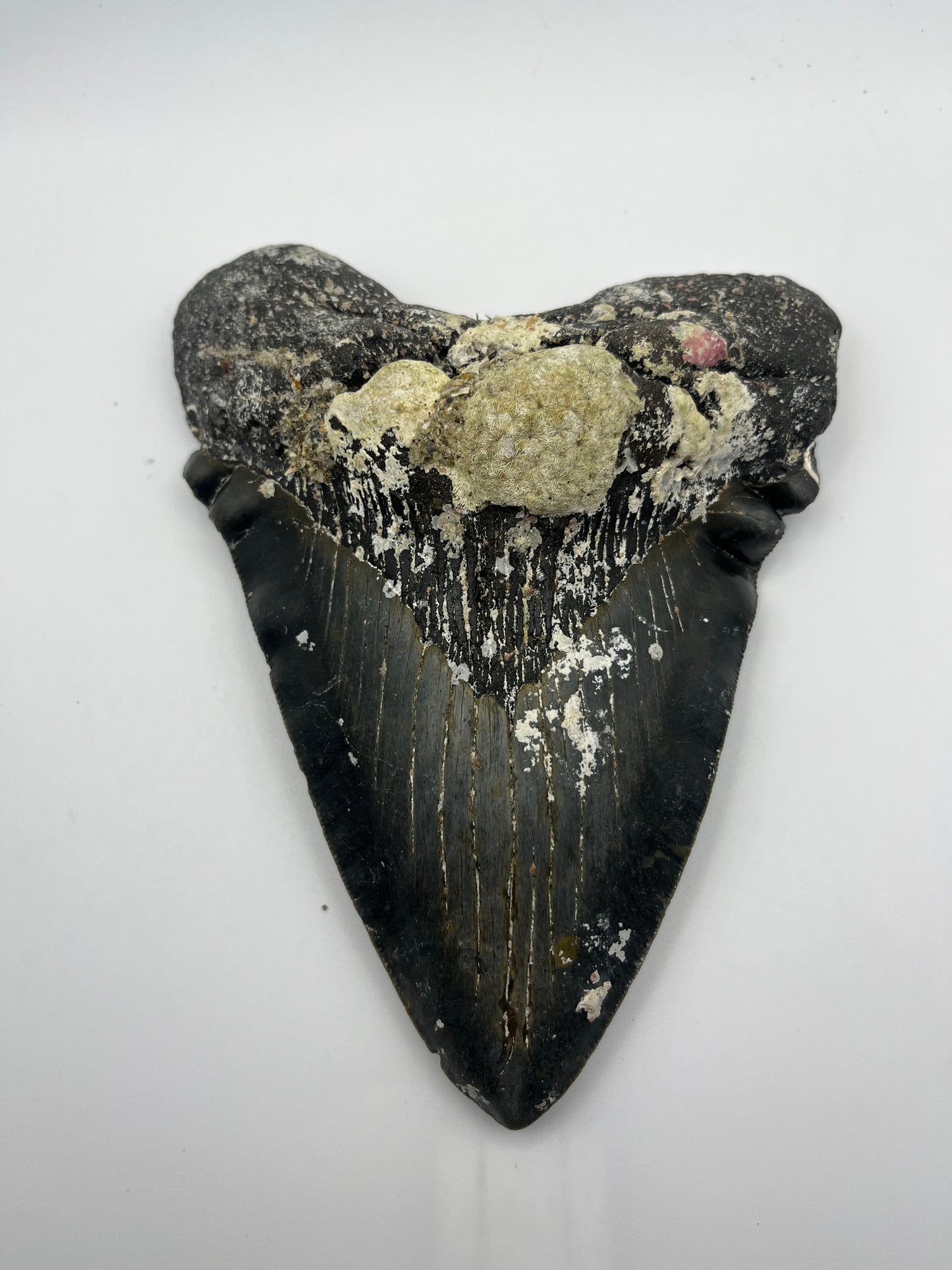 6.15” Megalodon Tooth Rare folds