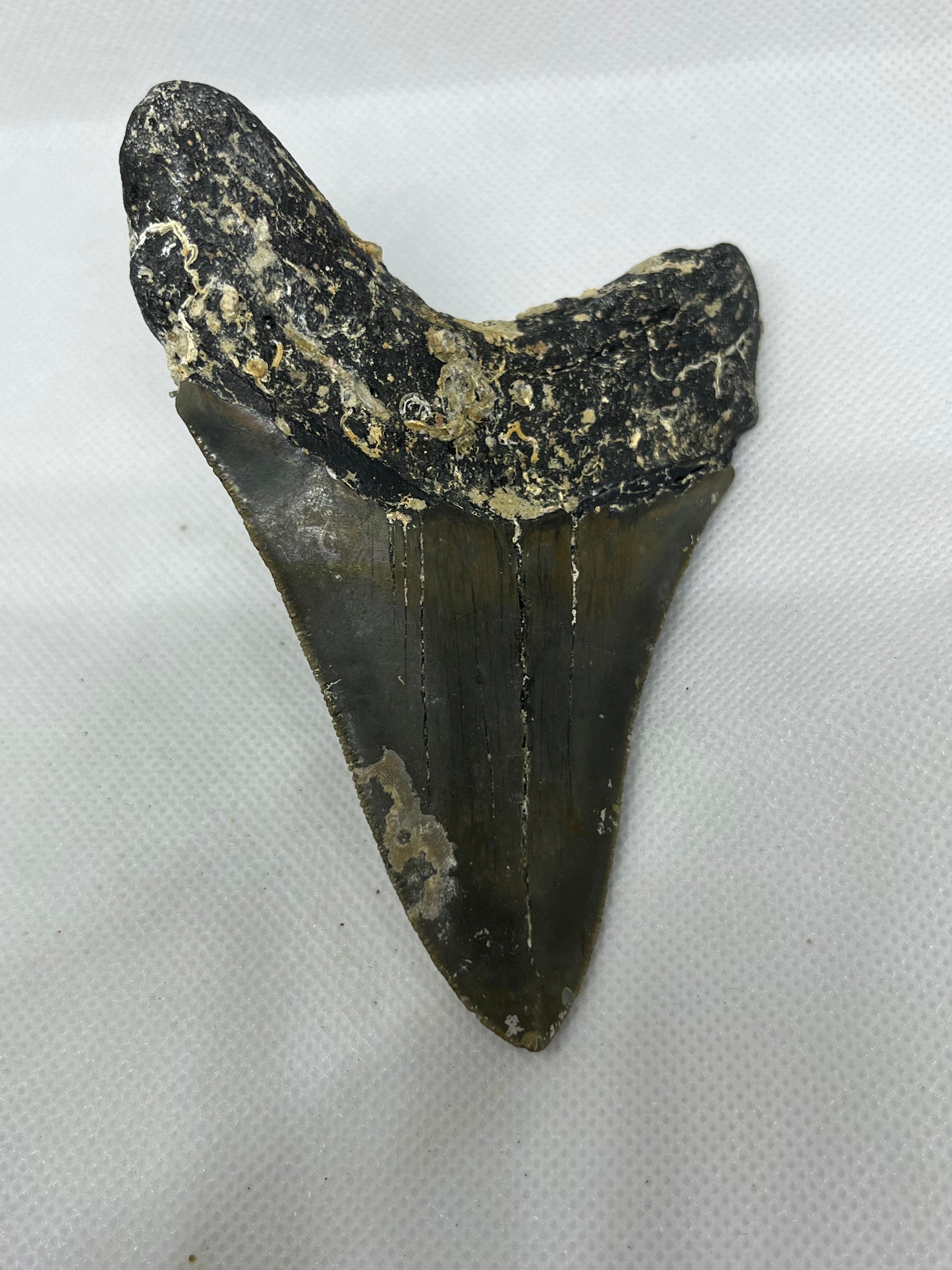 Shark Megalodon Tooth 4.3 Inches Fossil Found in North Carolina  A-26