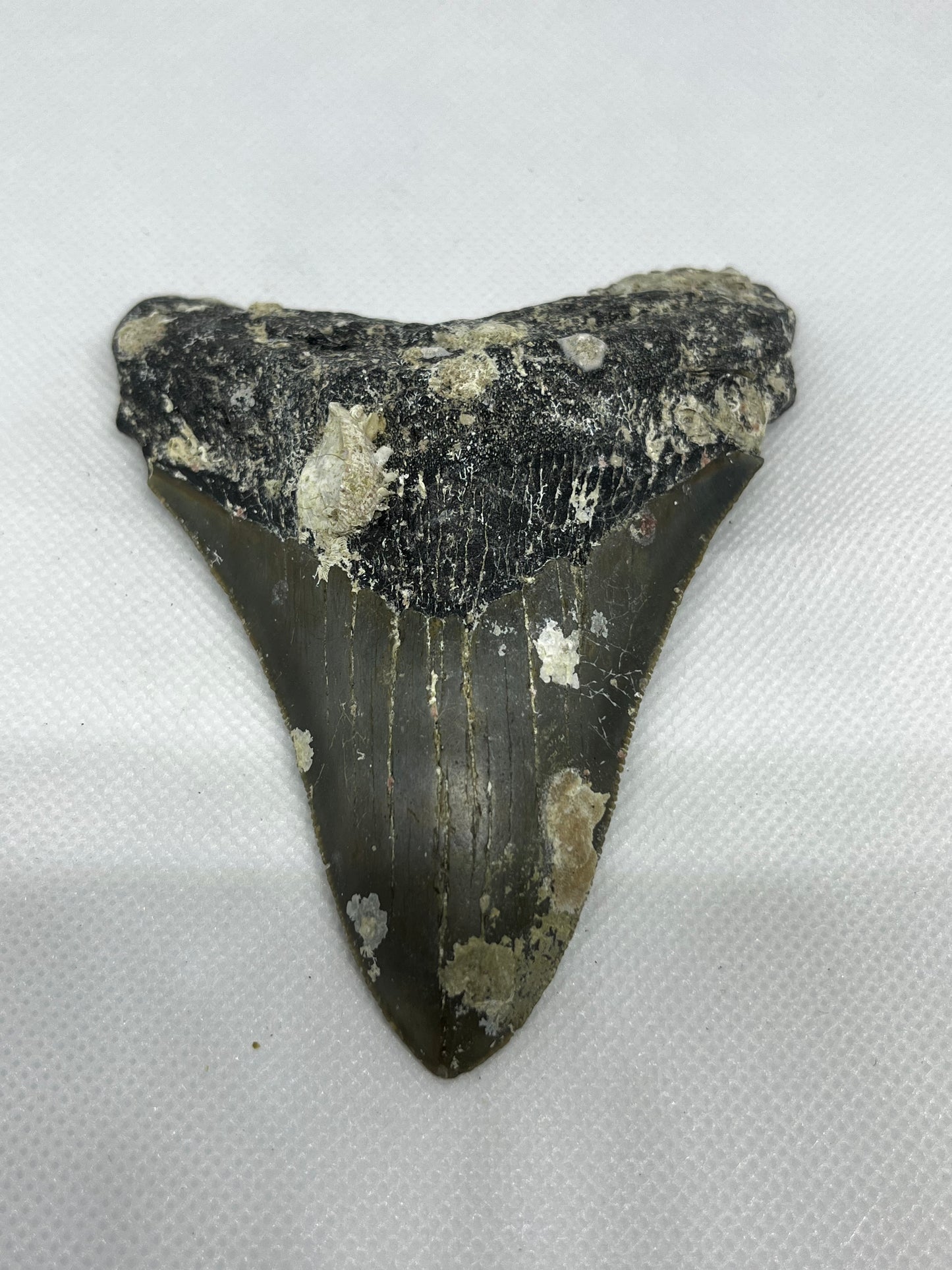 Shark Megalodon Tooth 4.3 Inches Fossil Found in North Carolina  A-26