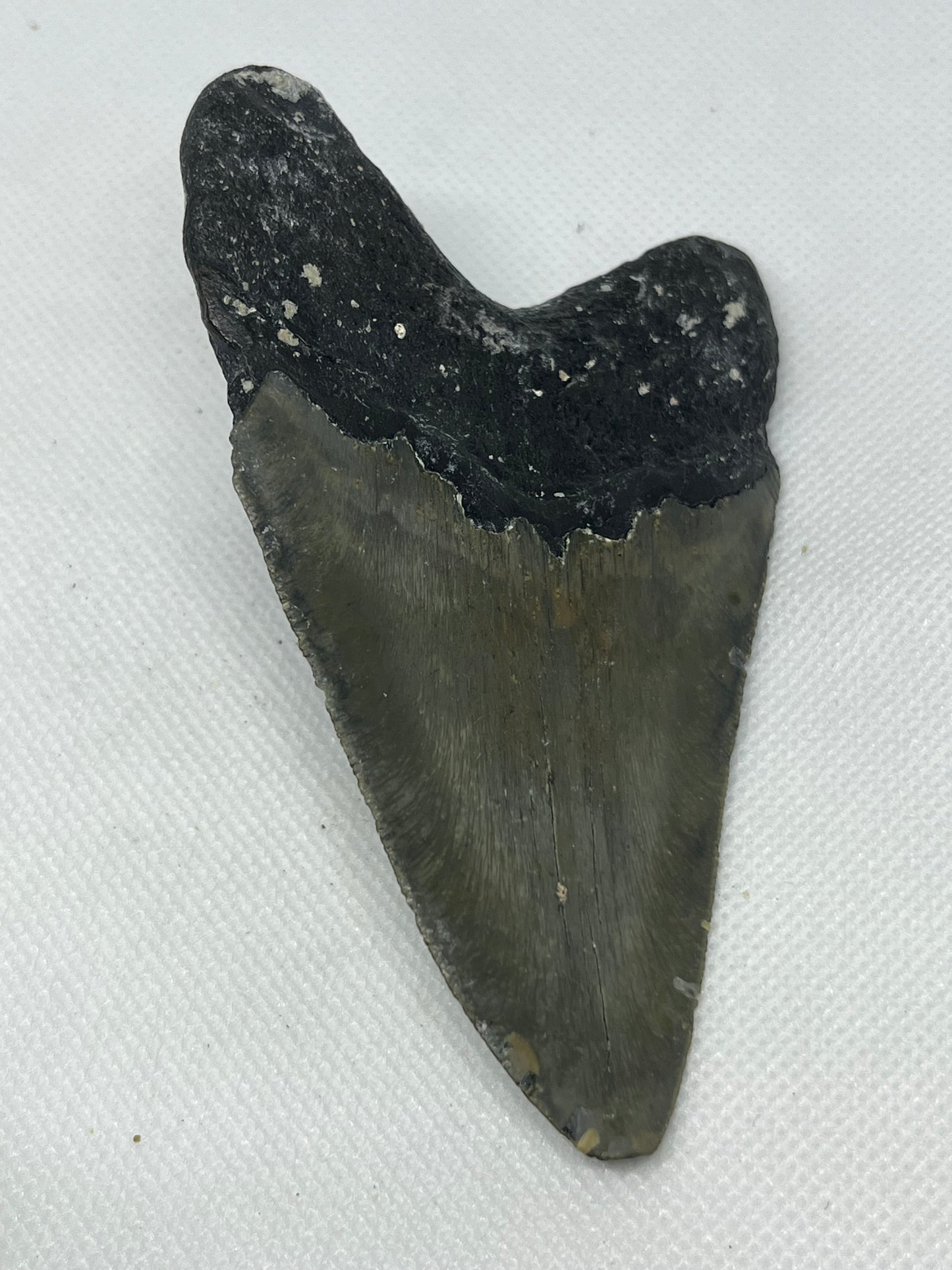 Shark Megalodon Tooth 4.11 Inches Fossil Found in North Carolina  A-28