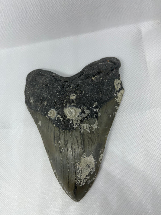 Shark Megalodon Tooth 5.85 Inches Fossil   A-21