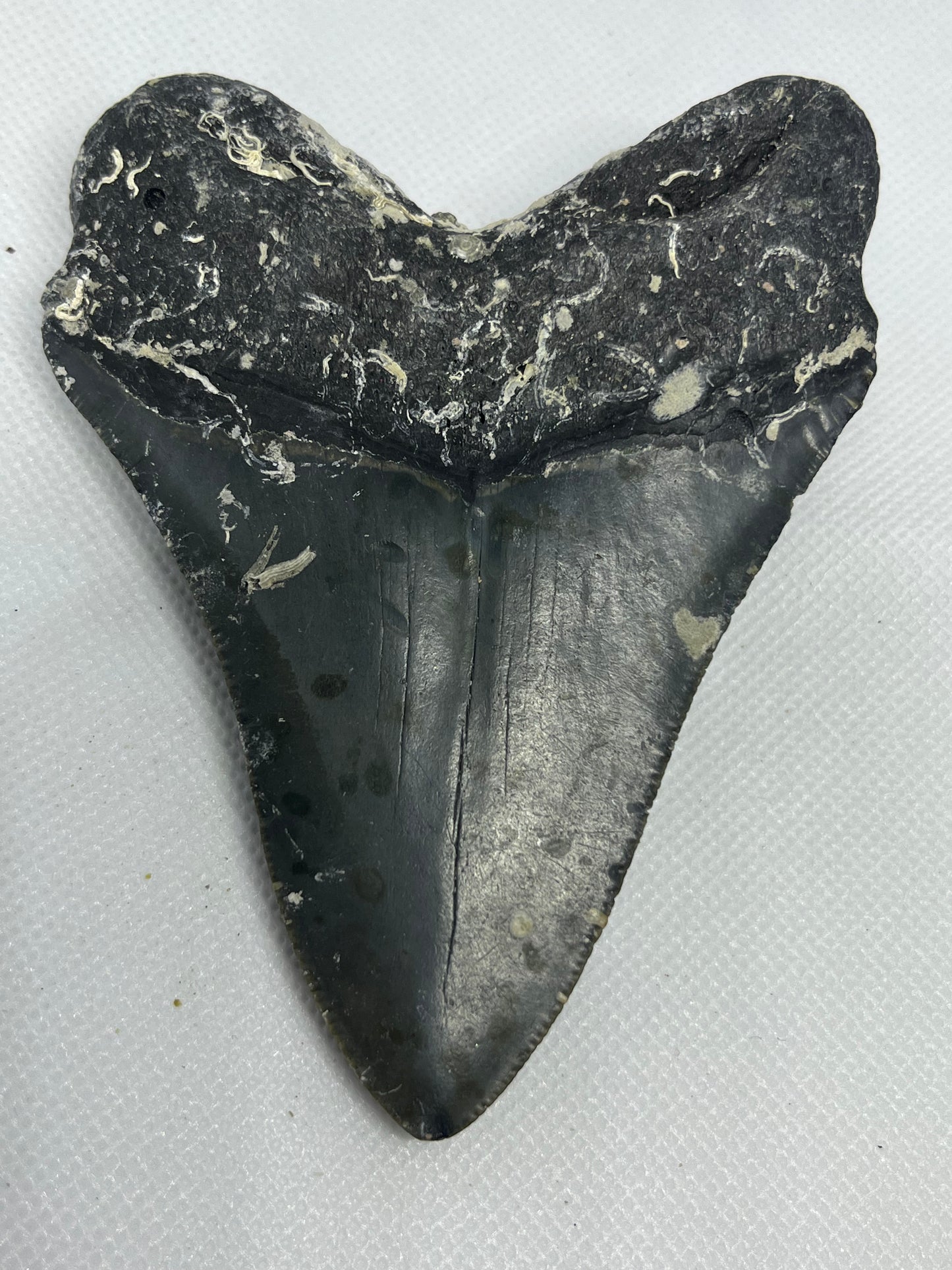 Shark Megalodon Tooth 4.3 Inches Fossil Found in North Carolina  A-23