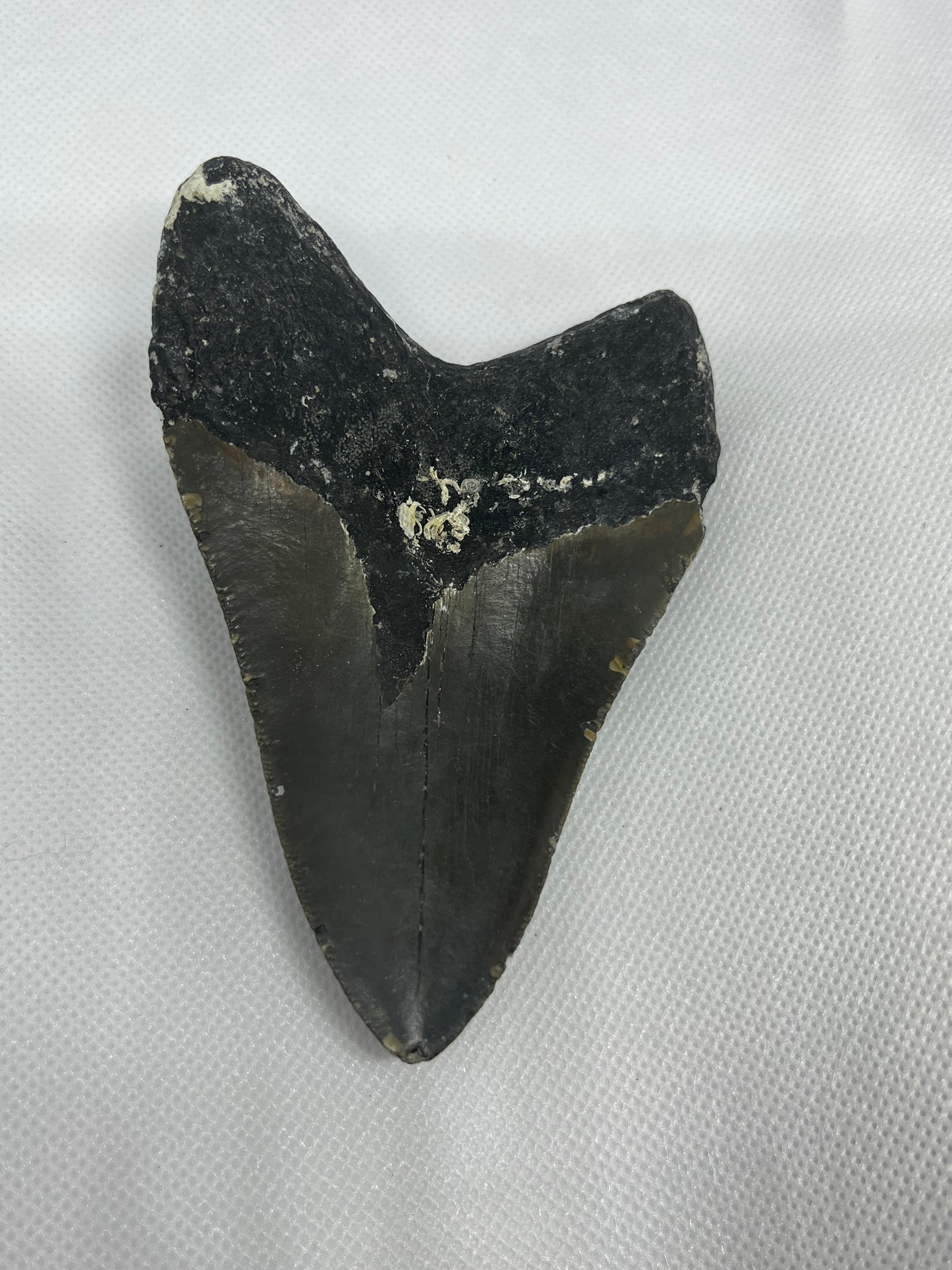 Shark Megalodon Tooth 4.5” Inches Fossil Found in North Carolina  A-24