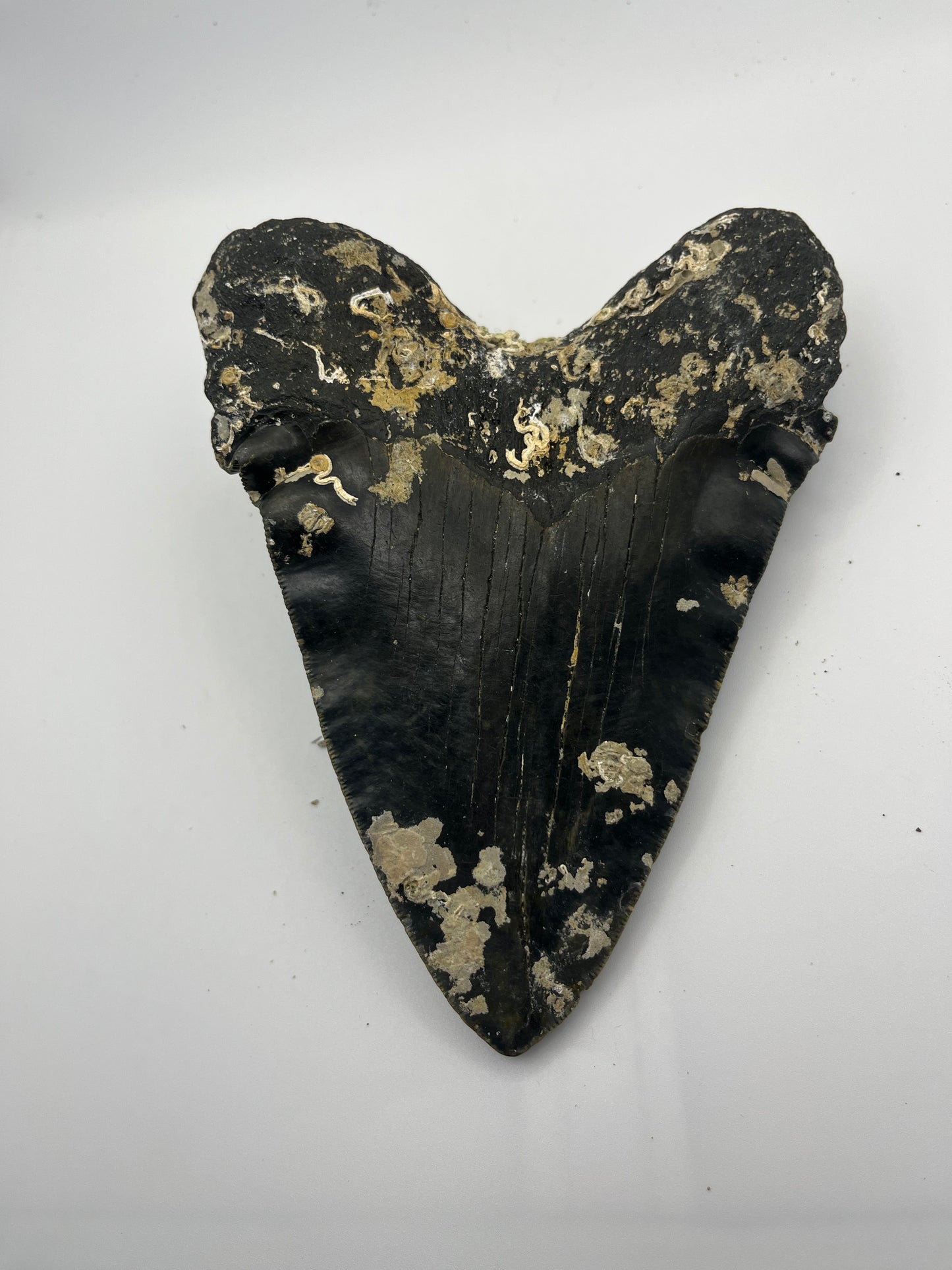 6.15” Megalodon Tooth Rare folds