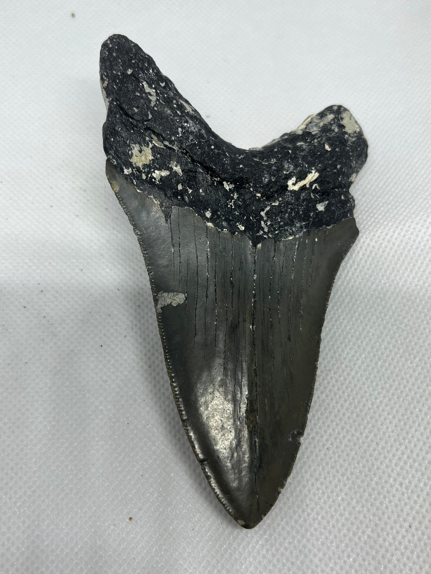 Shark Megalodon Tooth 4.47 Inches Fossil Found in North Carolina  A-29