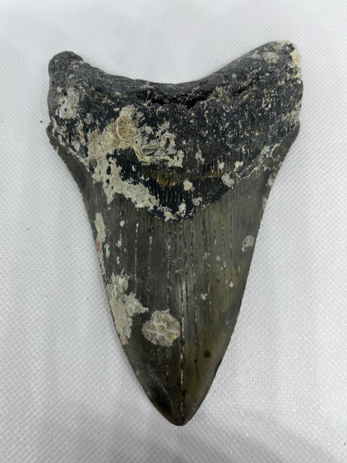 Shark Megalodon Tooth 5.5 Inches Fossil Found in North Carolina  A-22